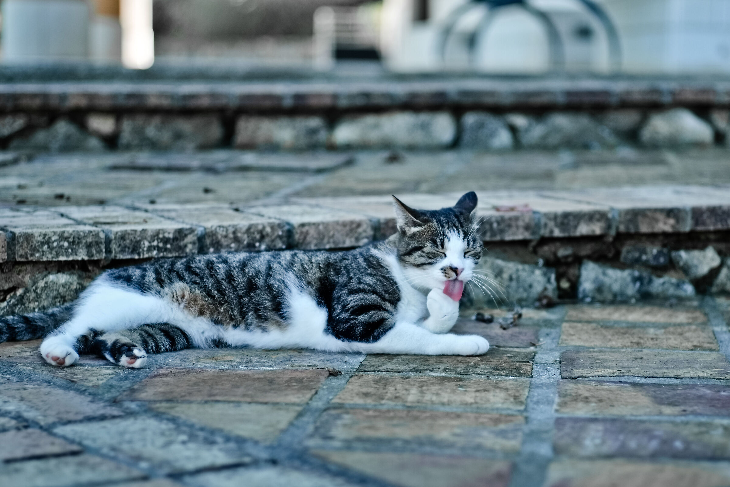 Life as a cat...