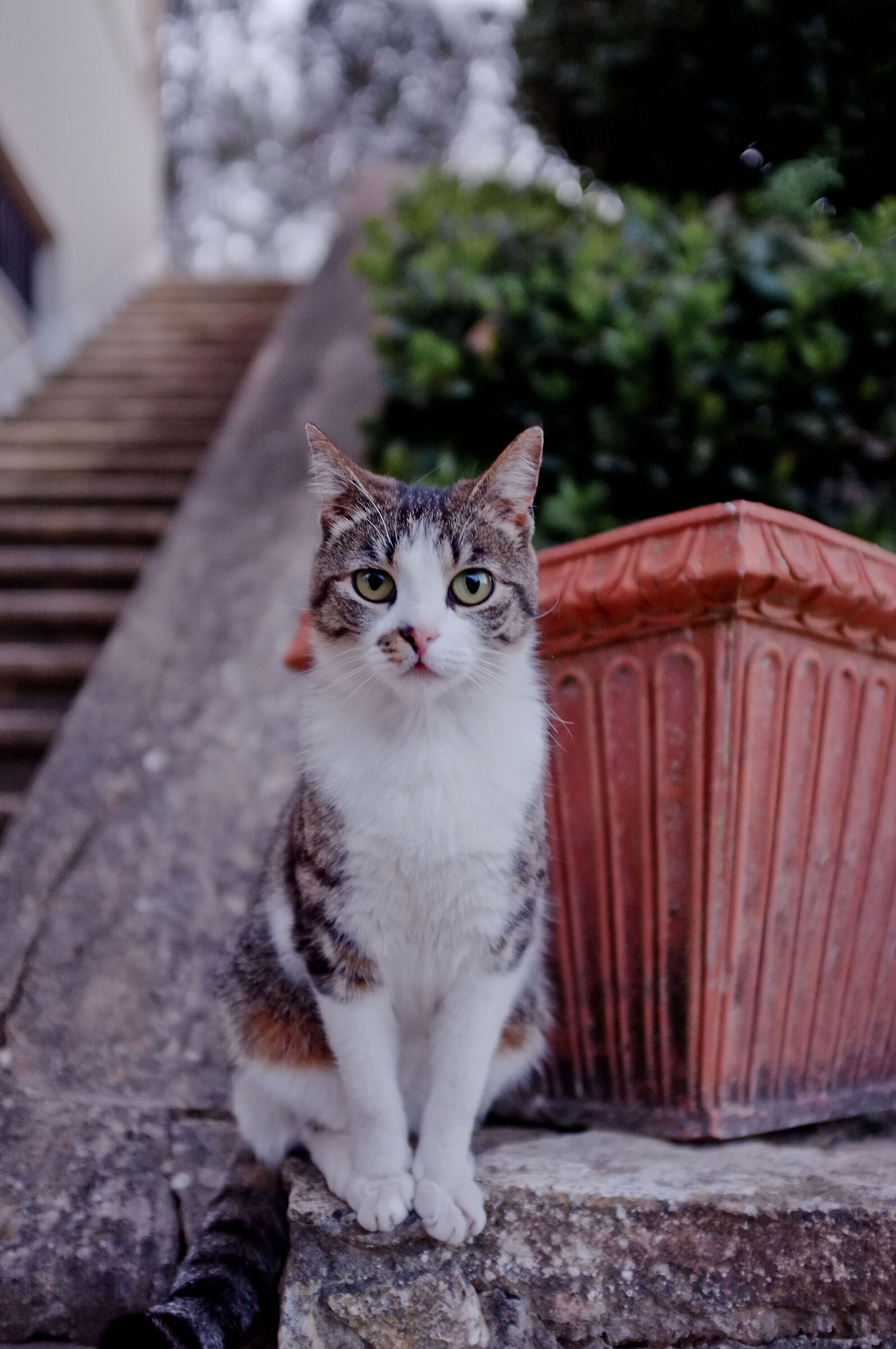 Cat posing
