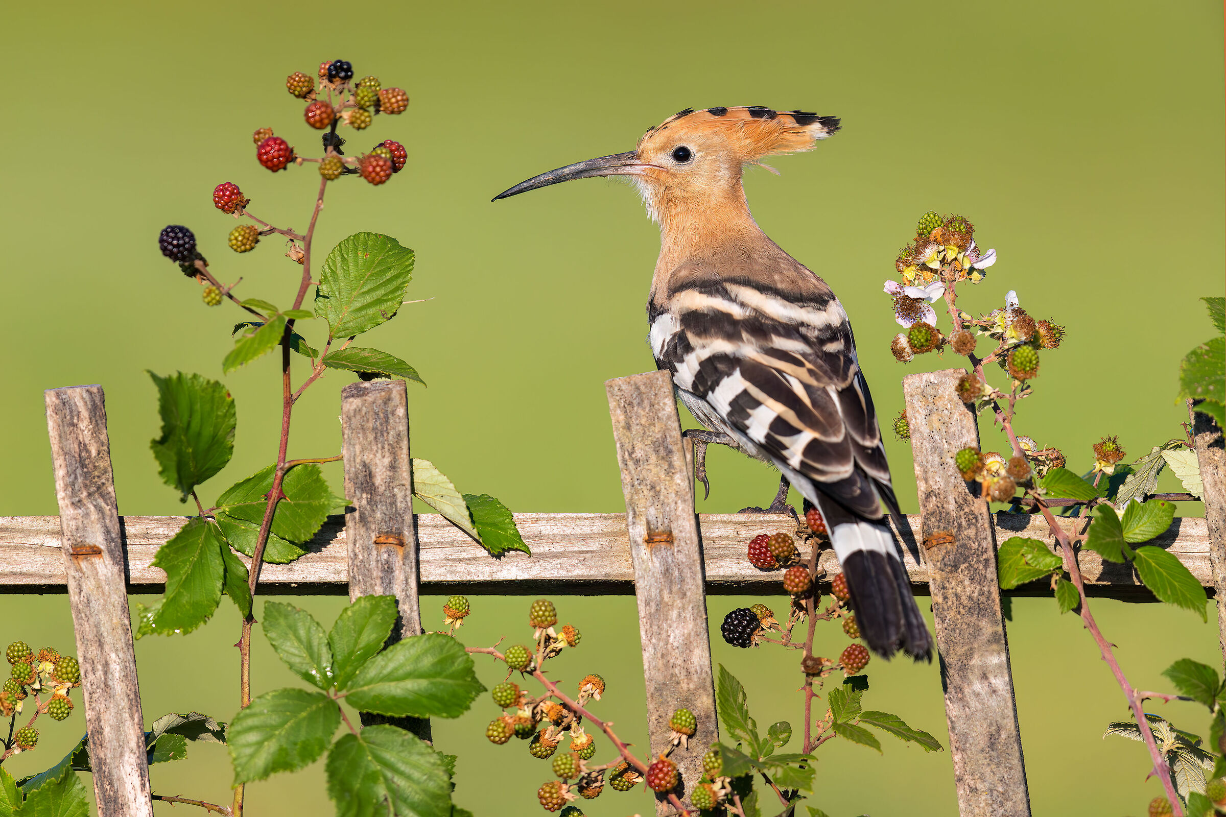 Hoopoe