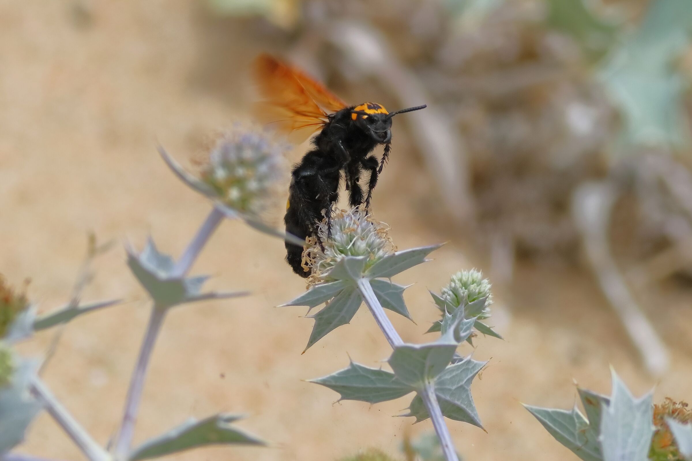 Vespa mammut 18-06-2024 - 0299