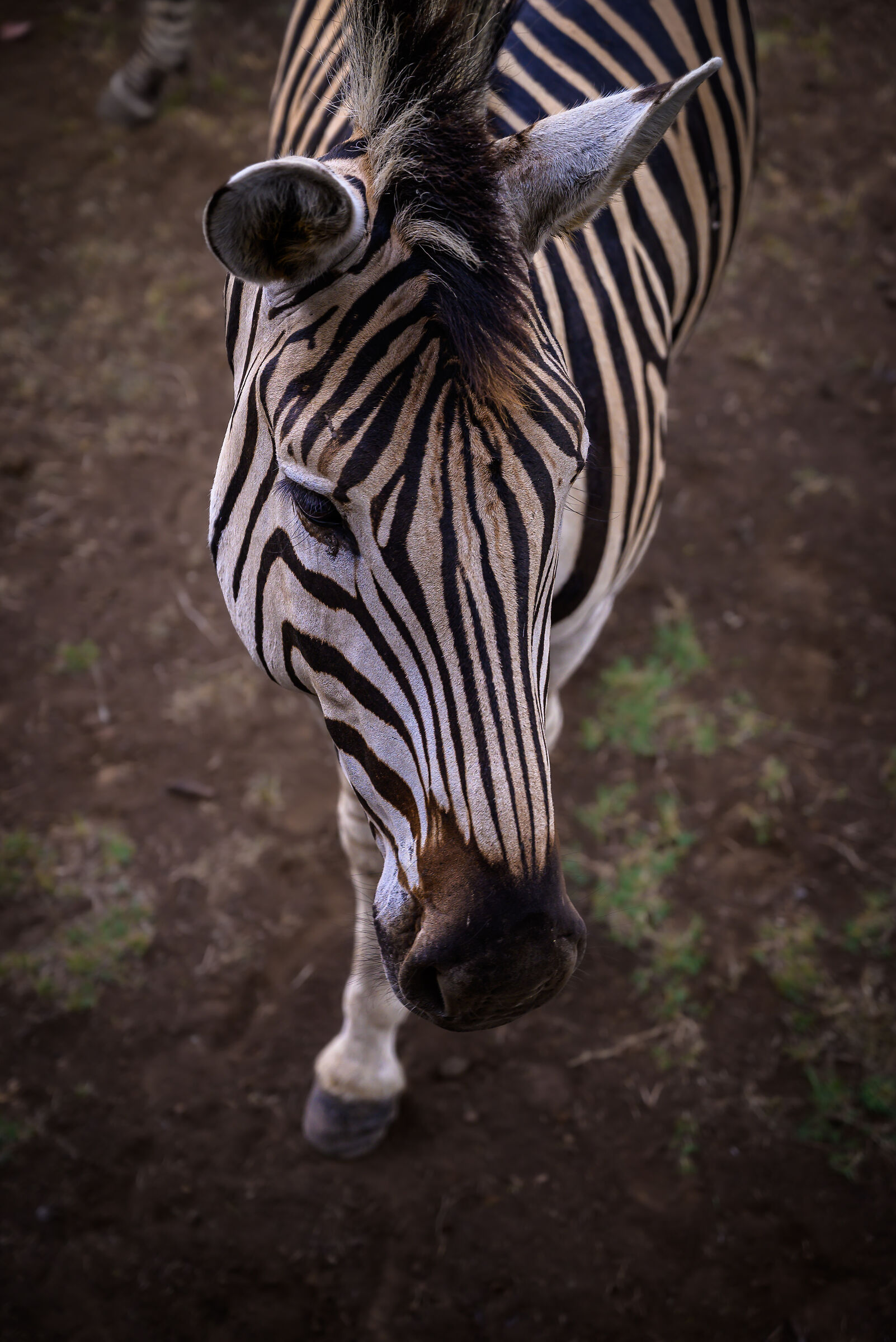 Zebra posing