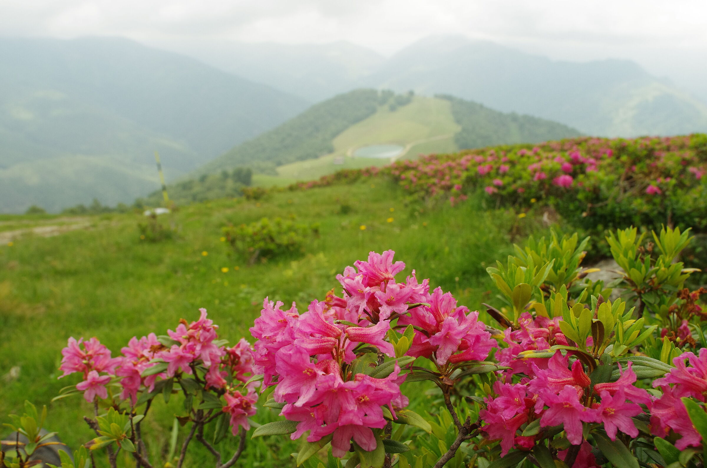 fioriture sul Monte Marca