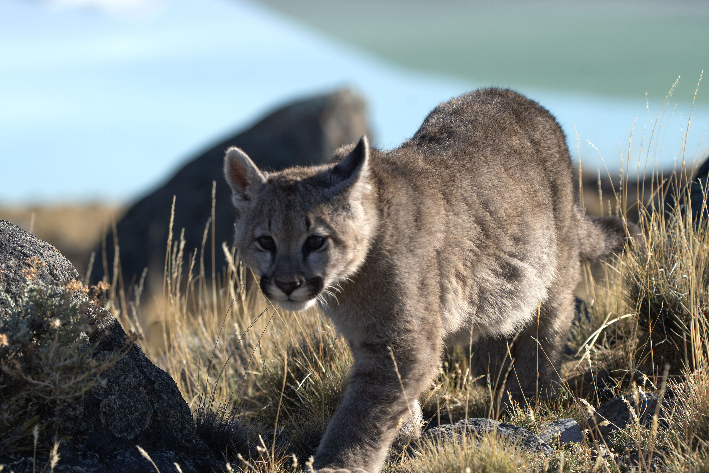 Il cachorro ( cucciolo ) di Petaka