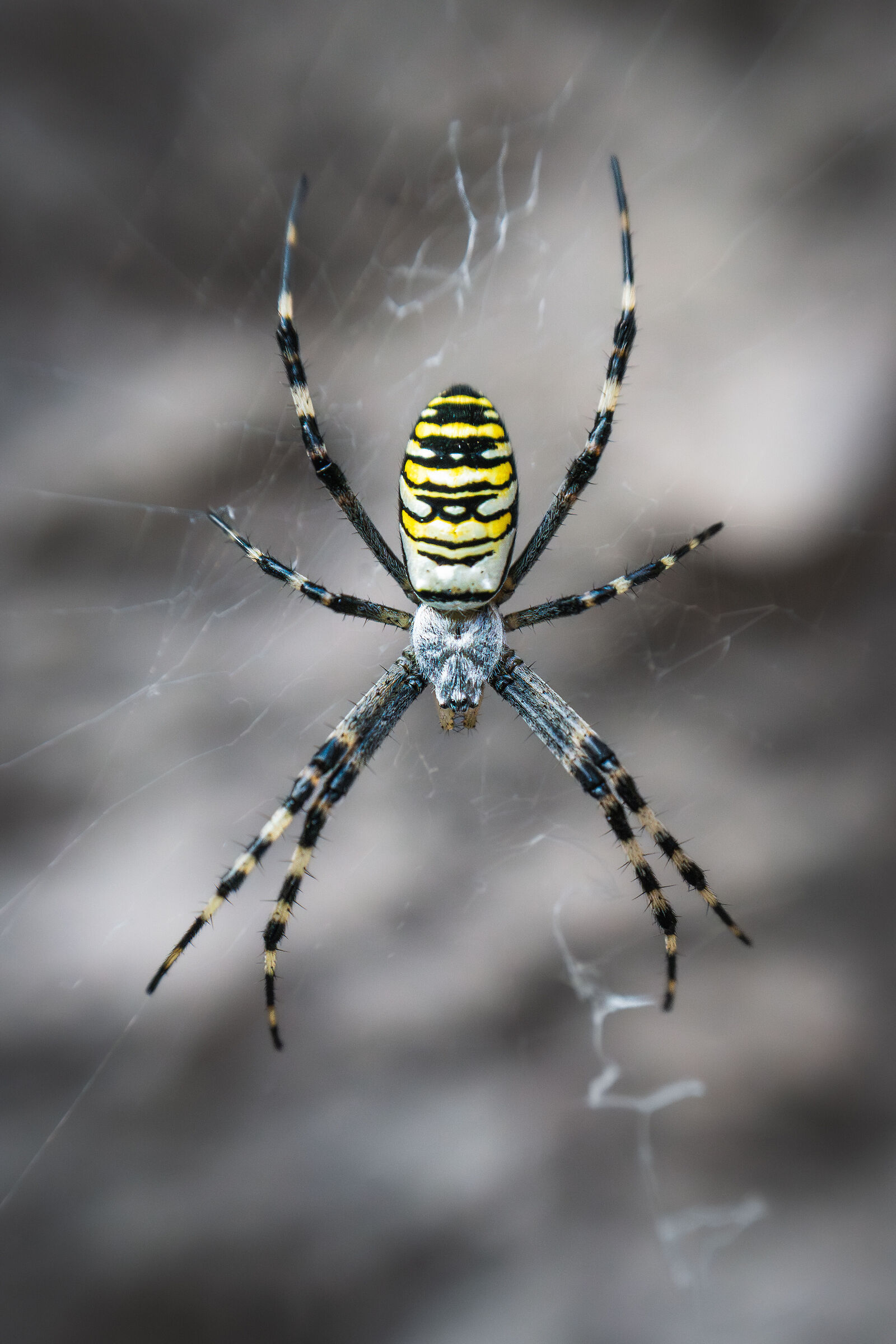 Argiope bruennichi (ragno vespa femmina)