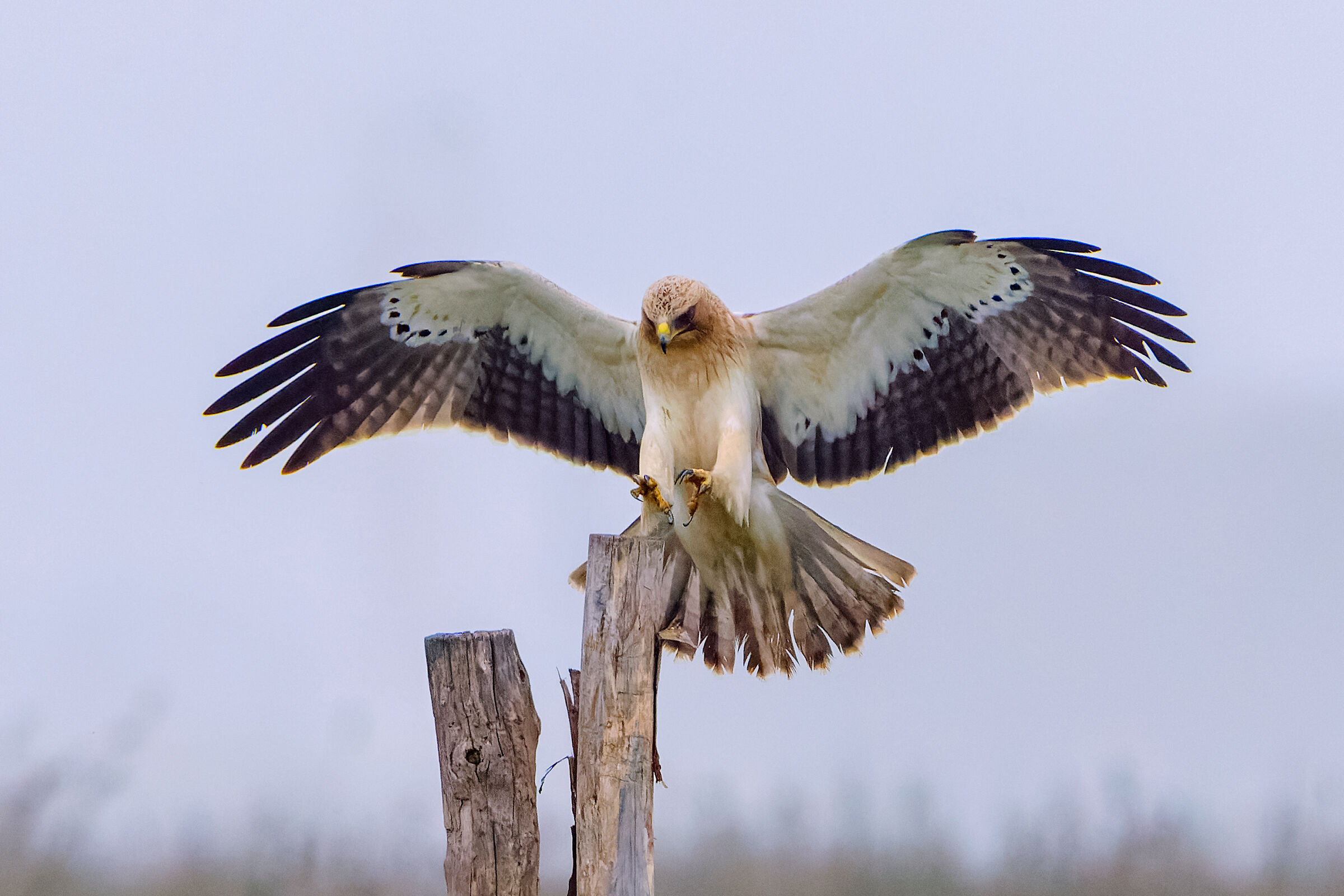 Booted eagle