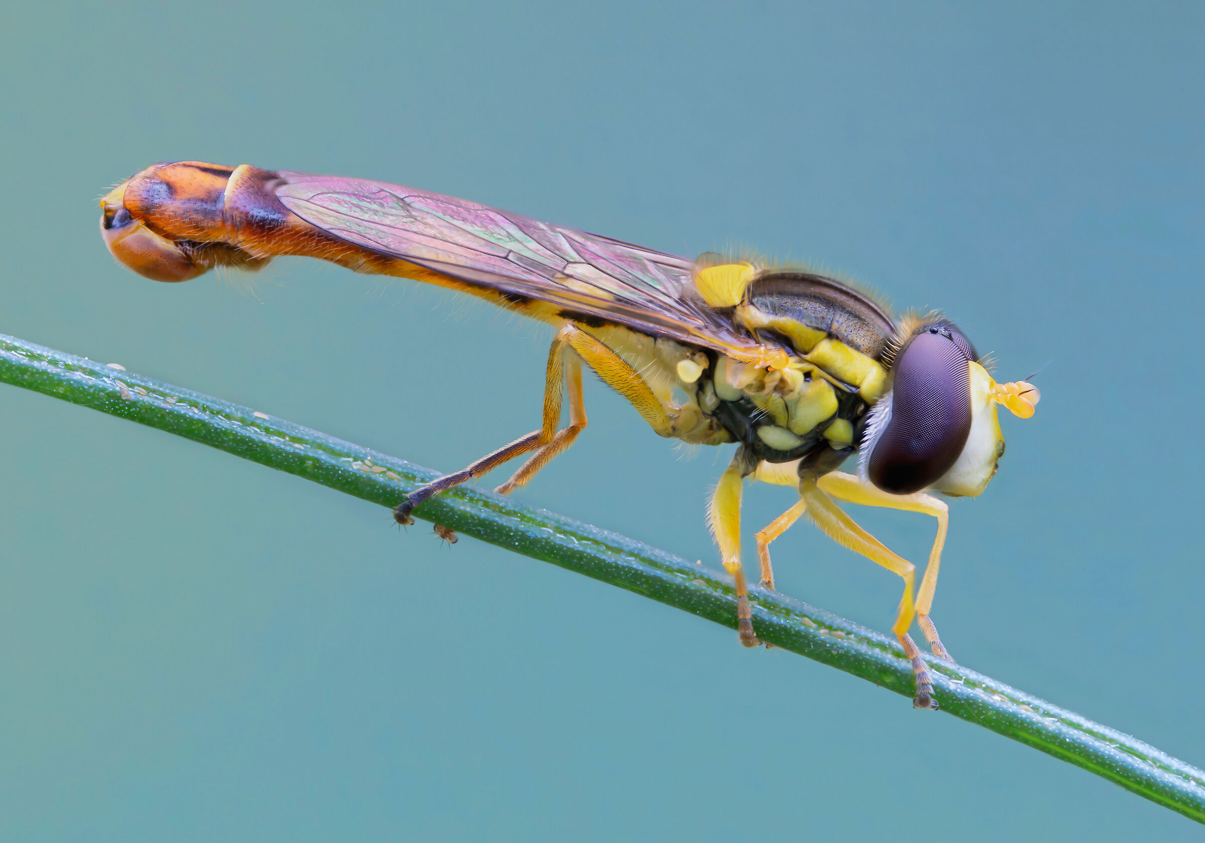 Sphaerophoria scripta