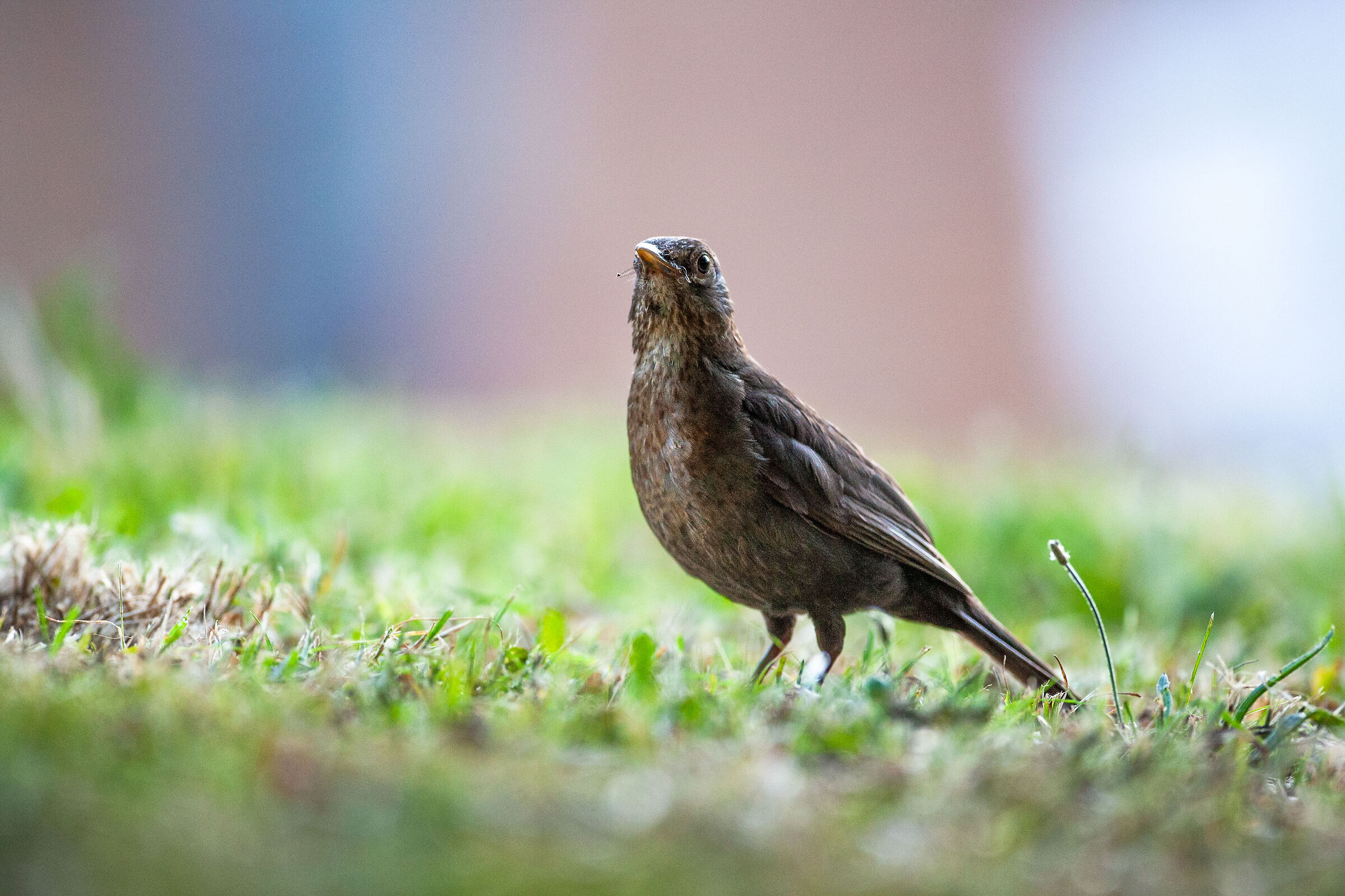 Turdus merula femmina