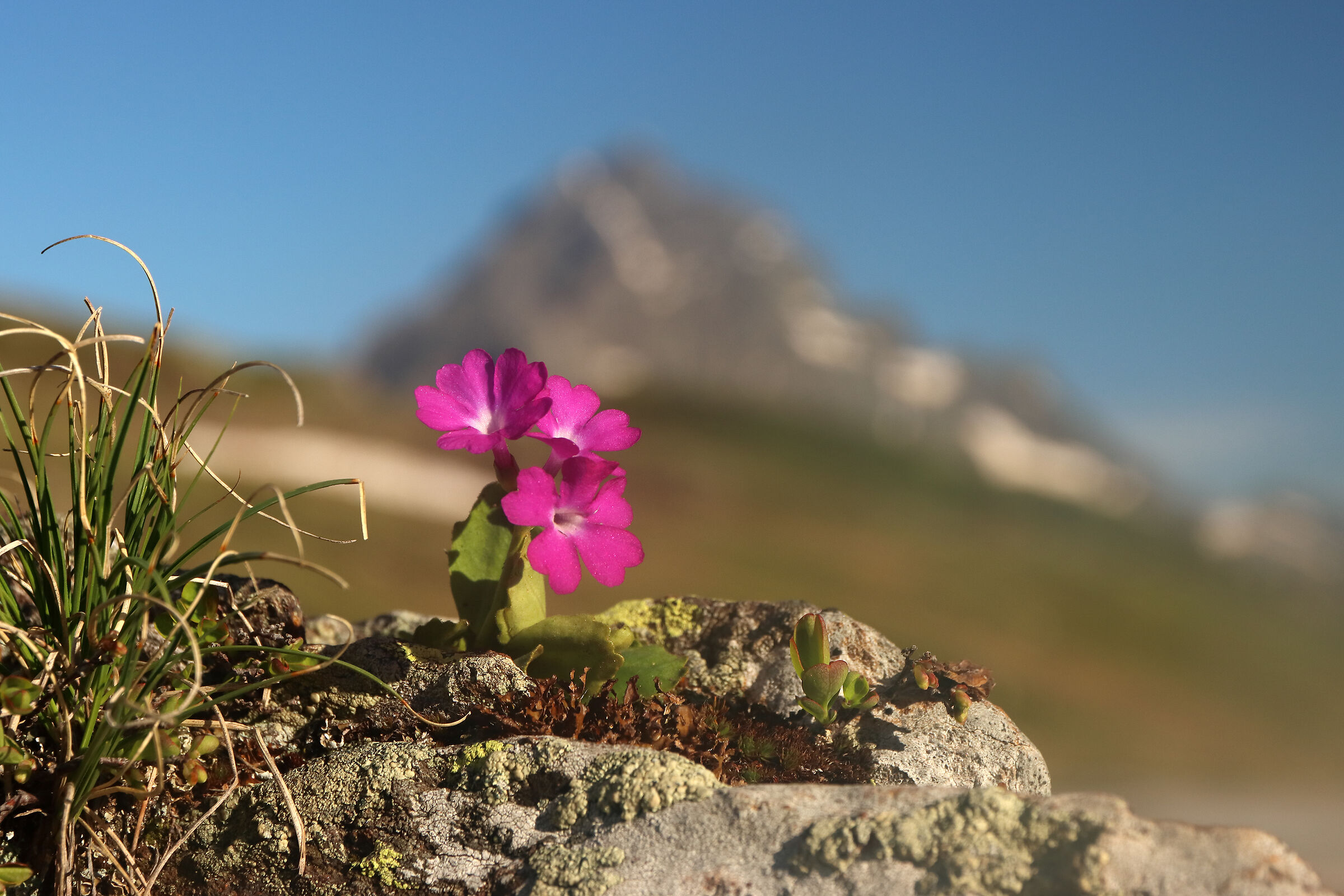 late primroses at high altitude