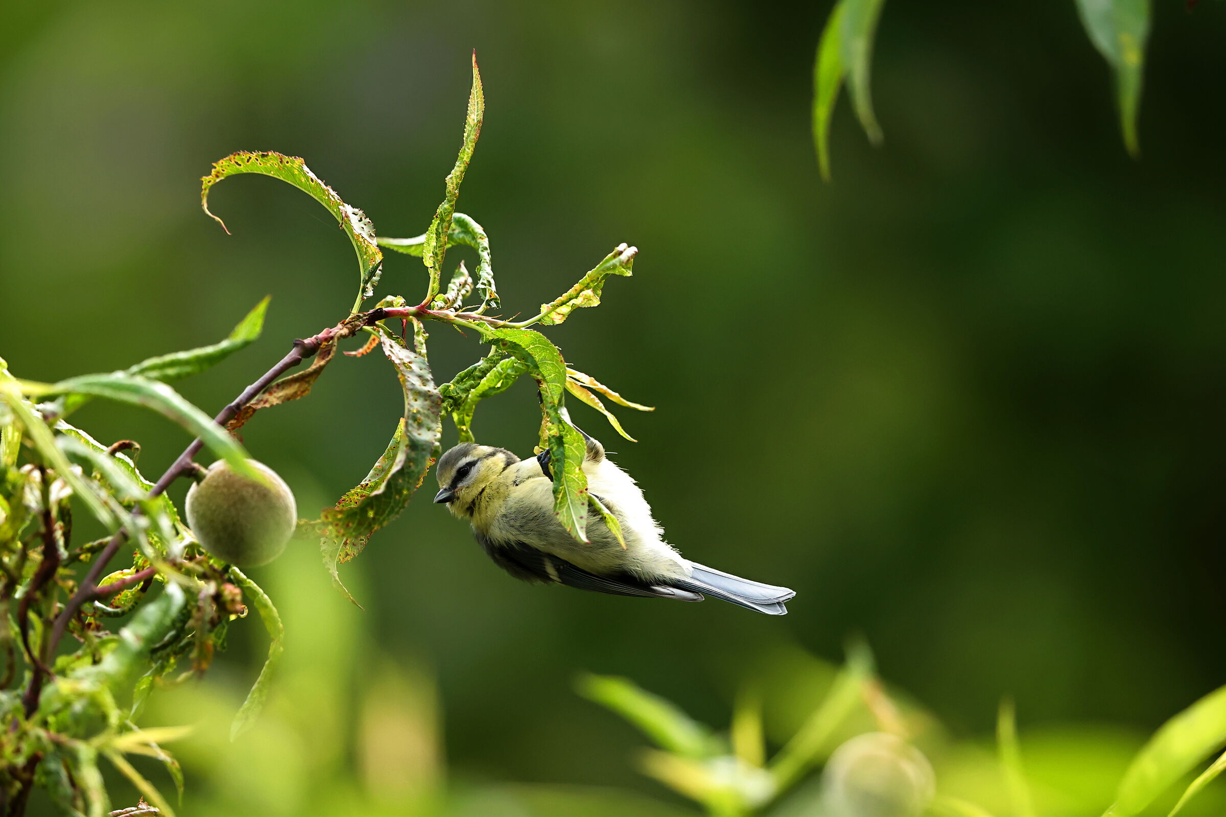 Hanging by a thread, pardon a leaf