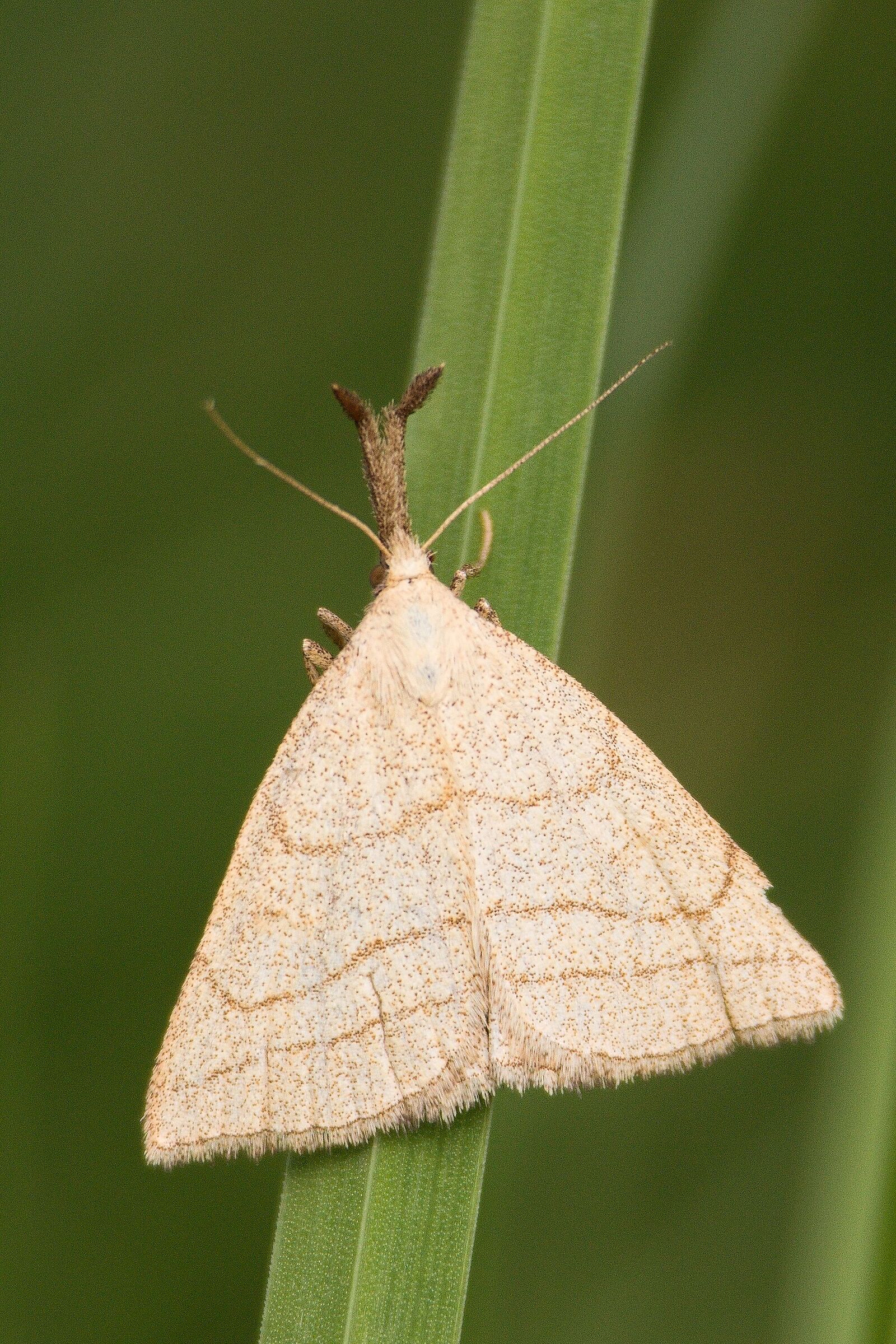 Polypogon tentacularia