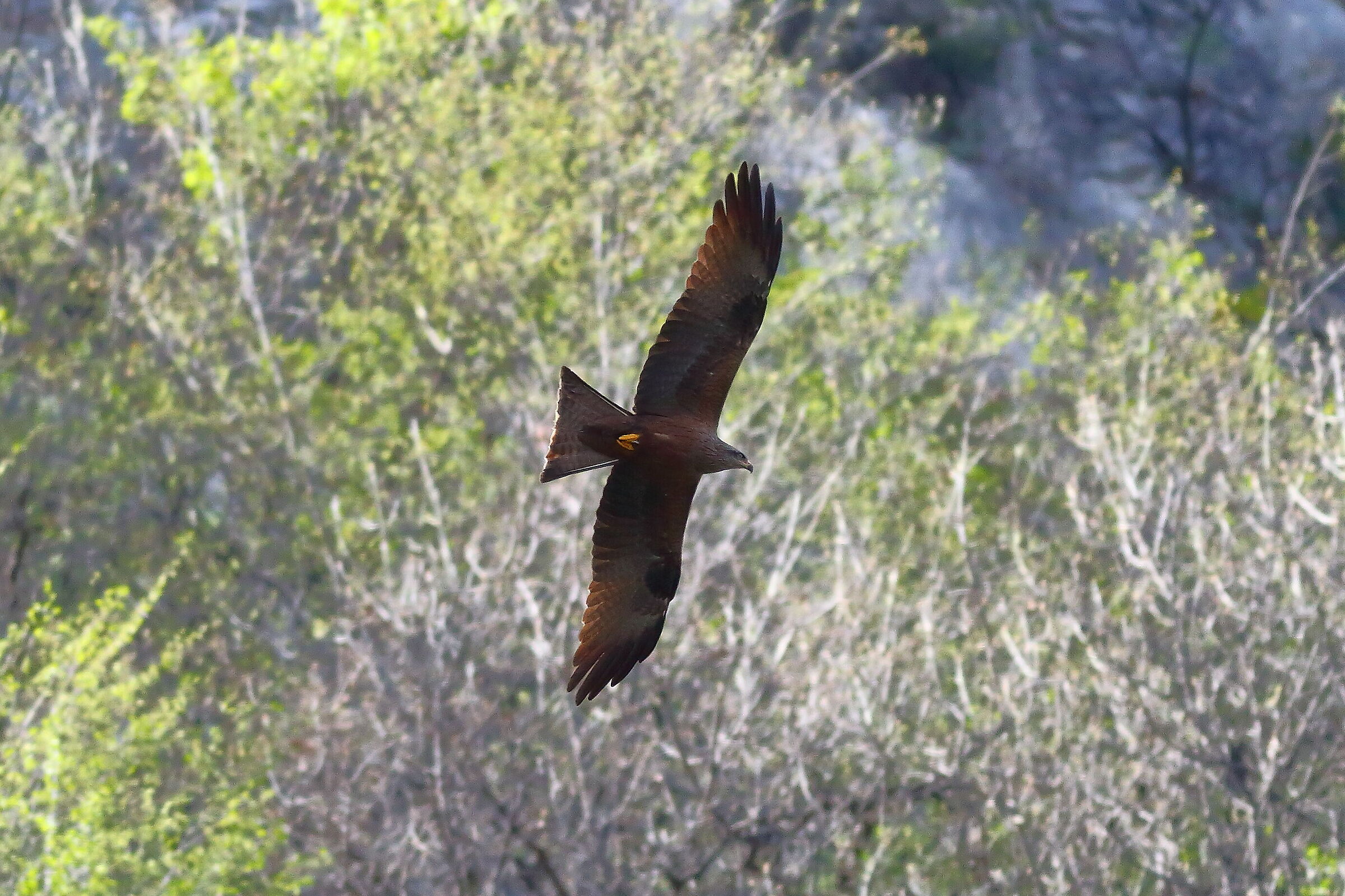 Nibbio bruno 25 marzo 2024 - 7452