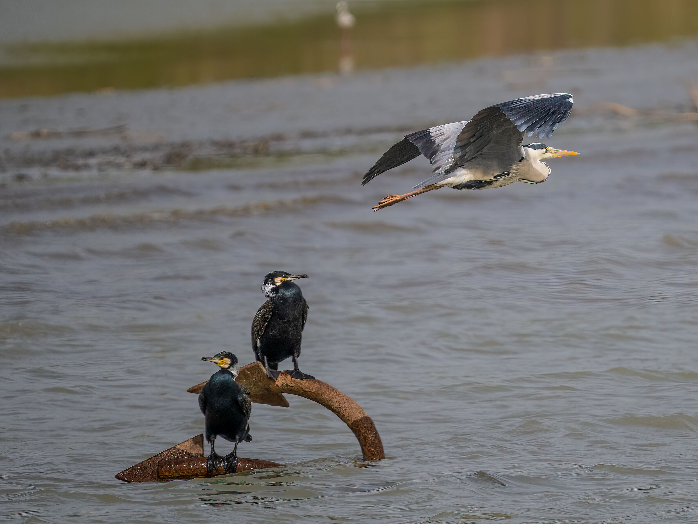 Heron plus cormorants