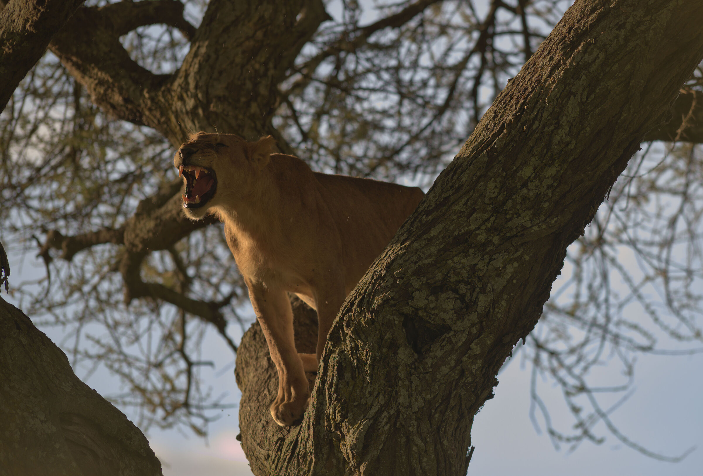 Serengeti Park