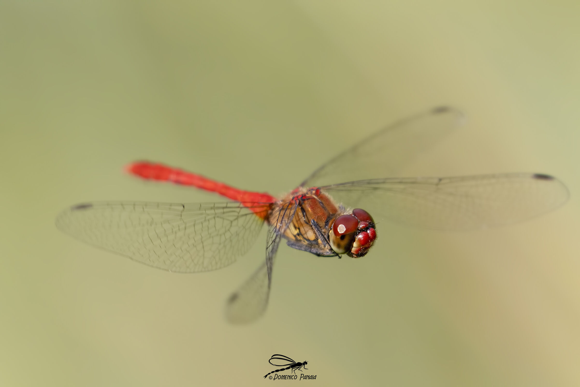 Sympetrum sanguineum
