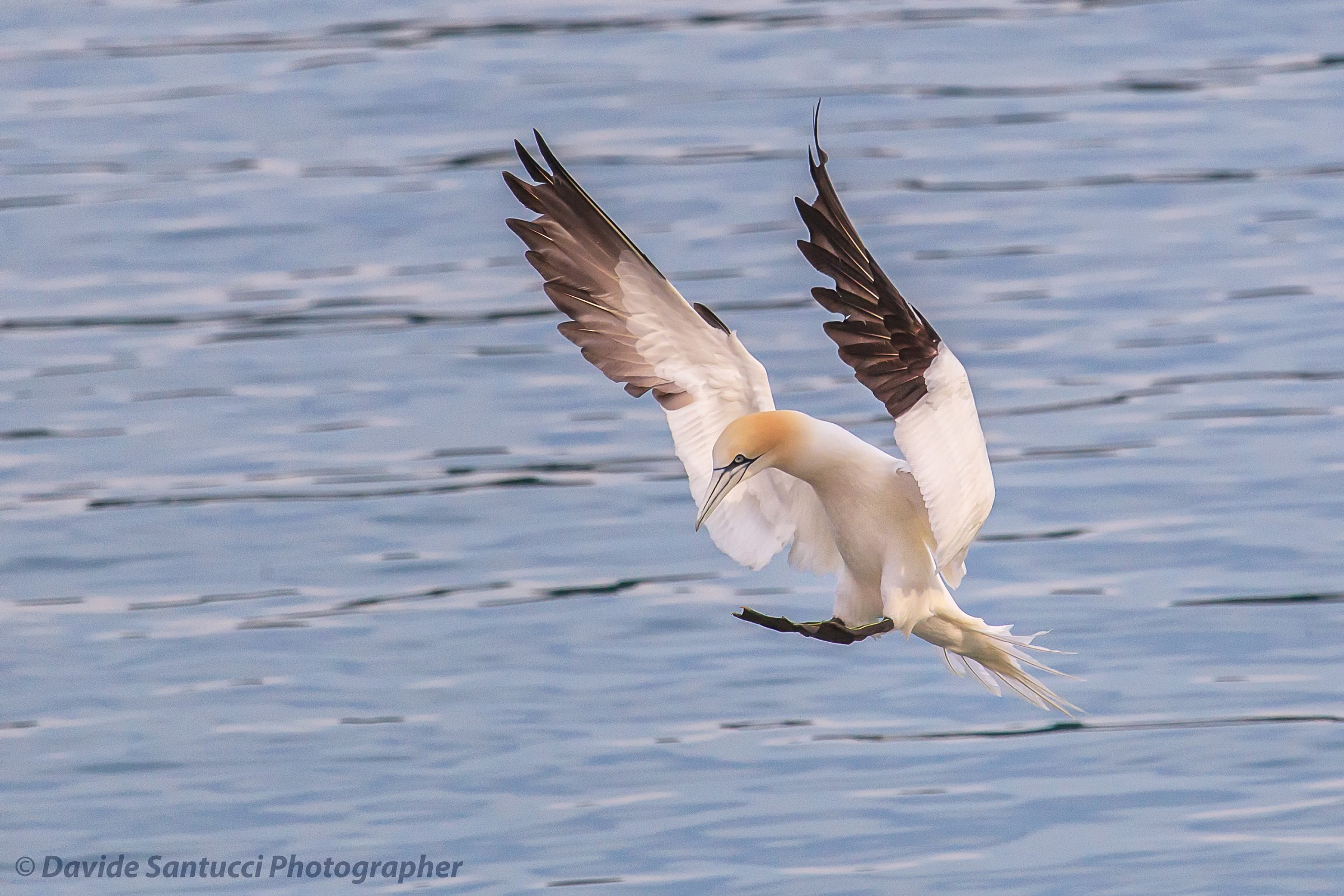 Sula (Northern Gannet)