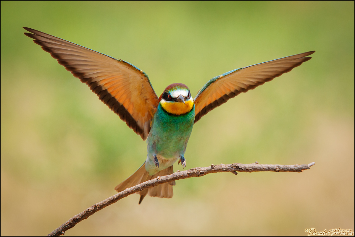 Gruccione ... l'arrivo