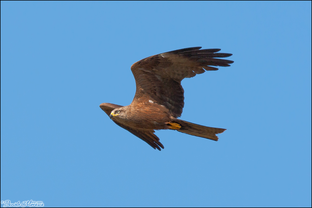 Nibbio Bruno (Milvus migrans)