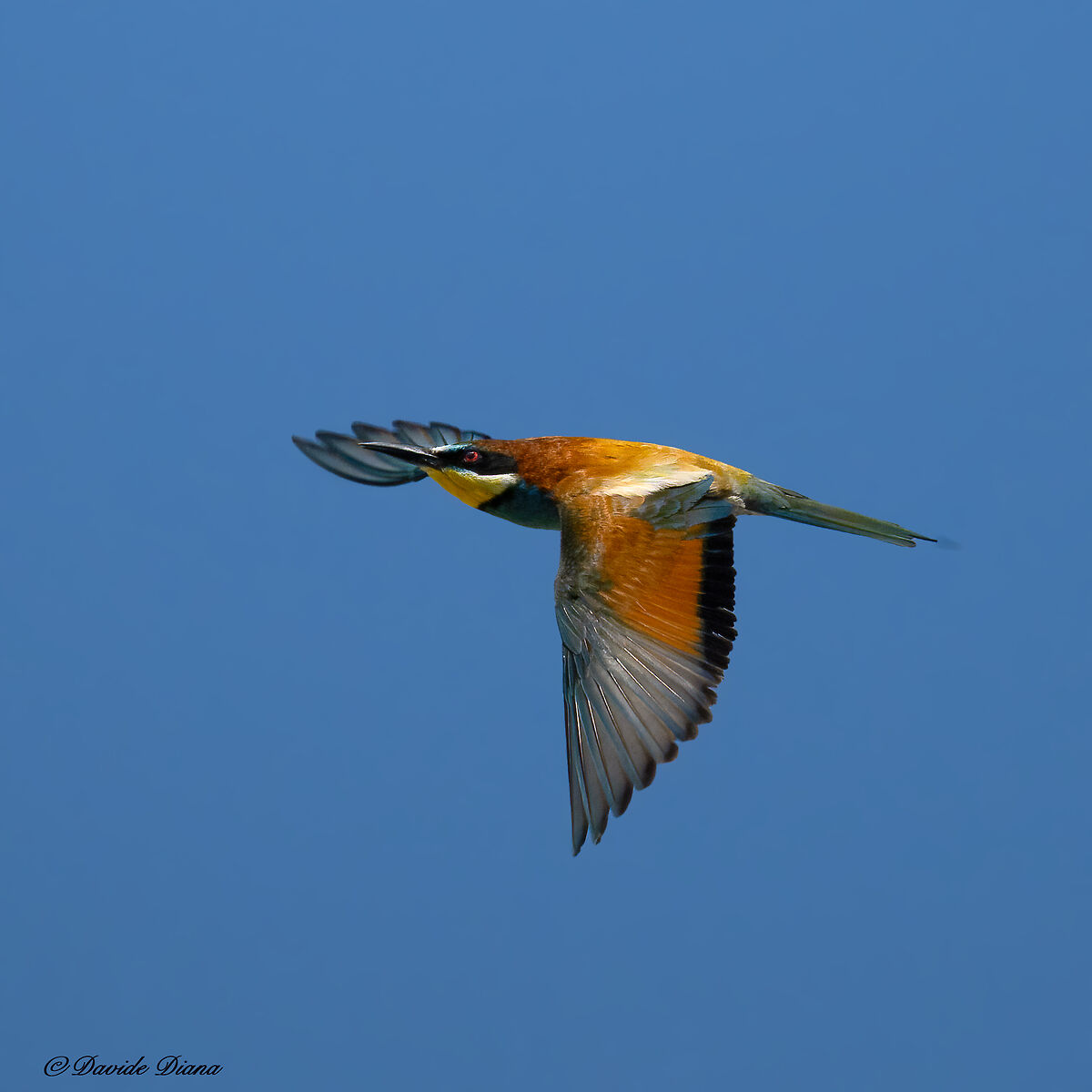 Bee-eater
