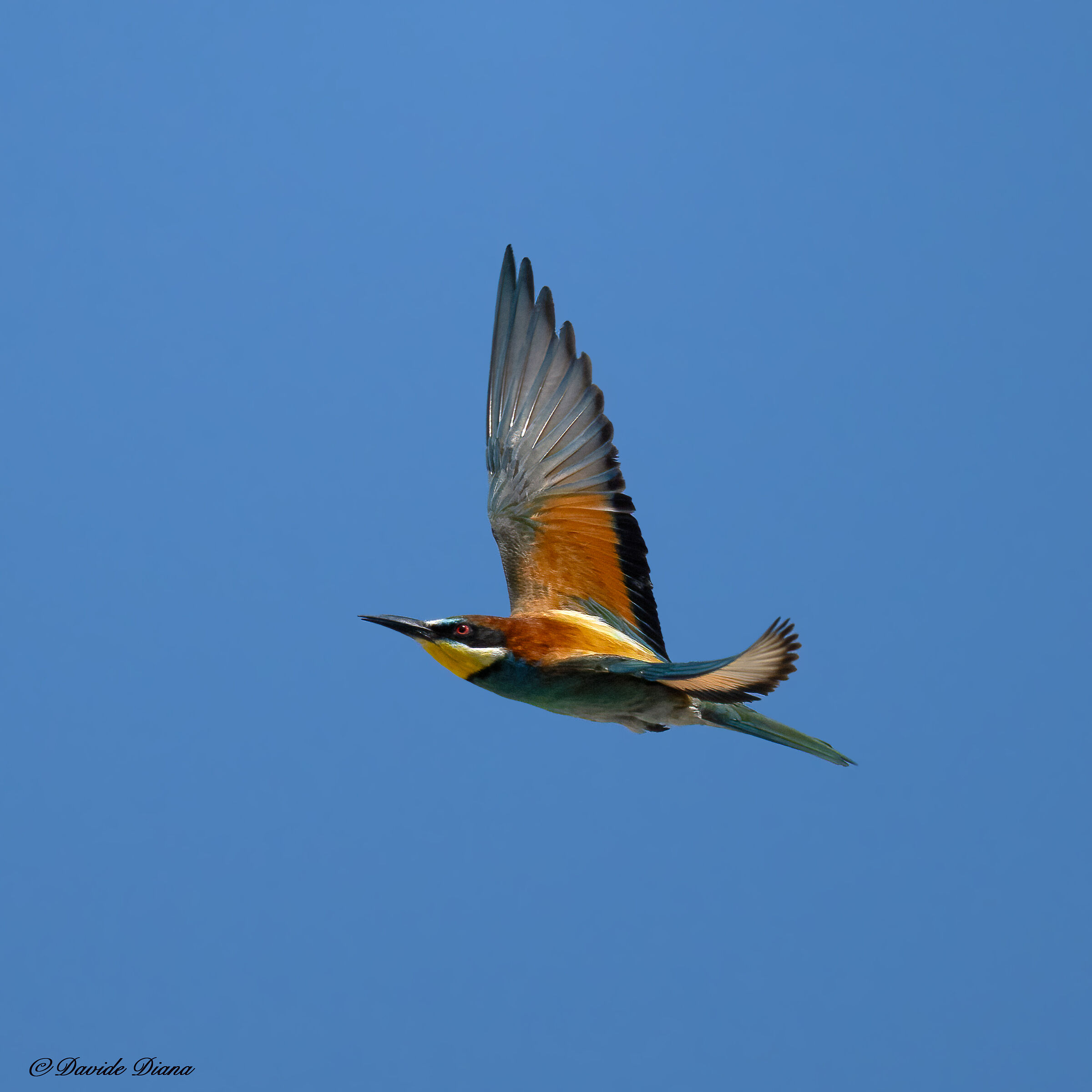 Bee-eater