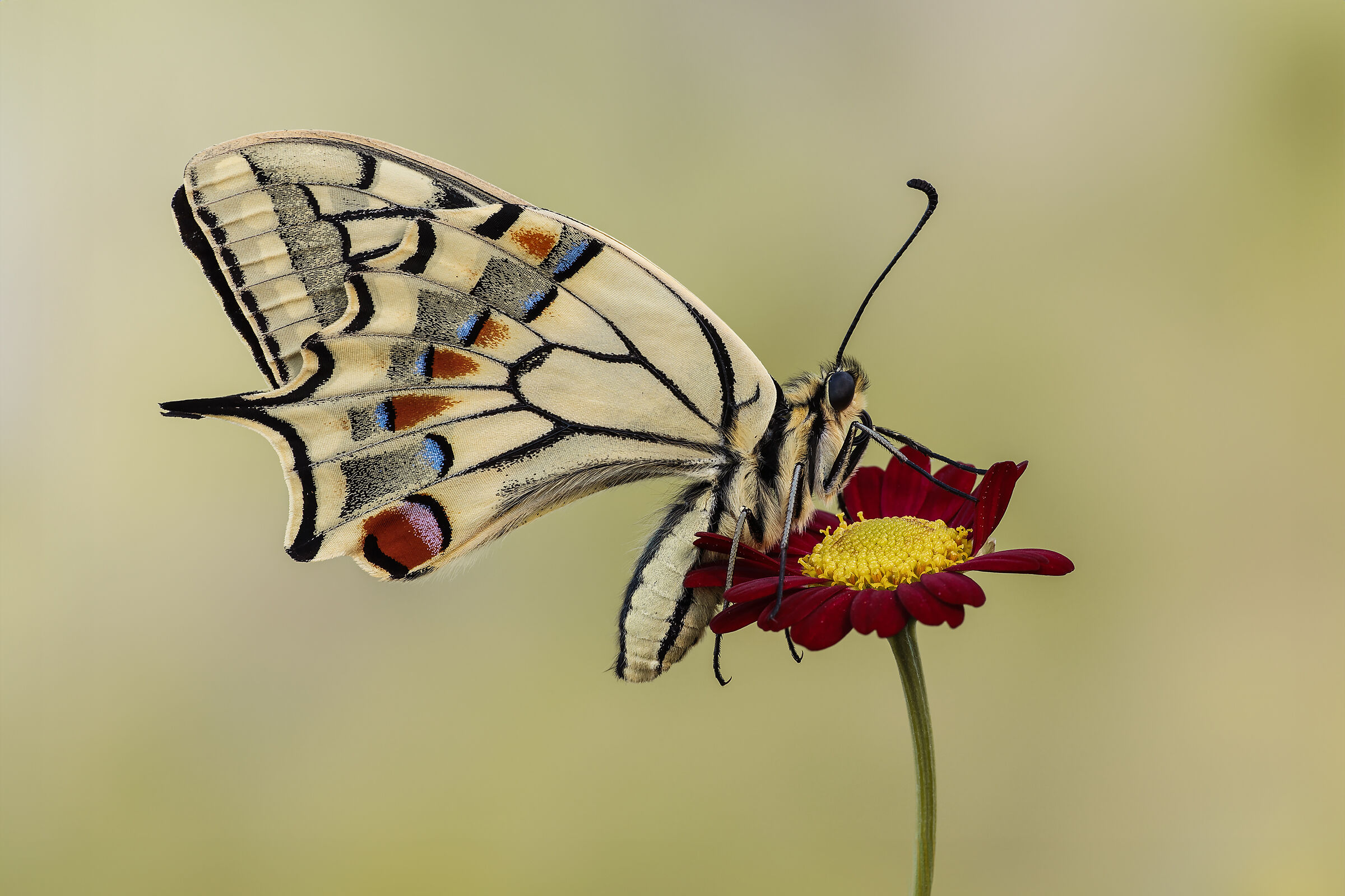 Swallowtail