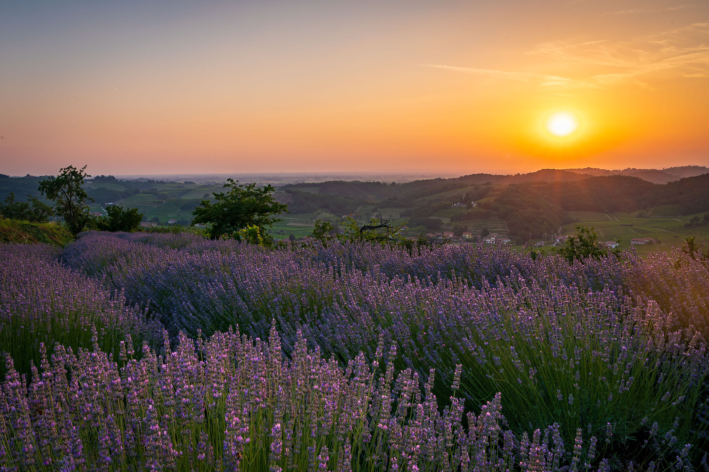 Tramonto sulla lavanda