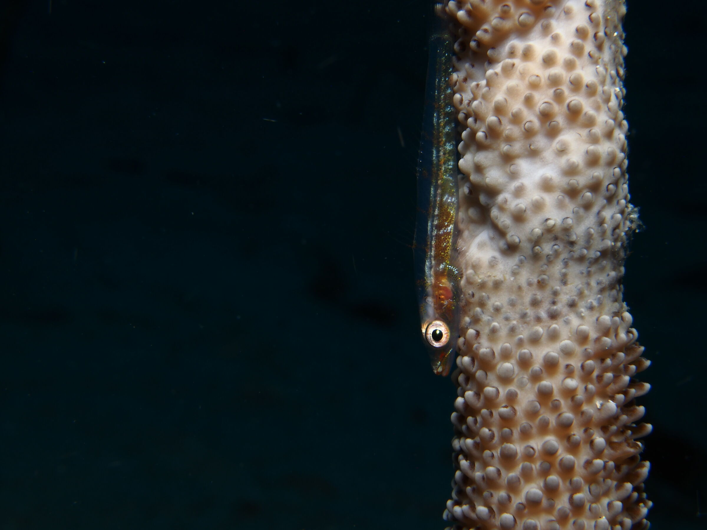 Whip coral gobies