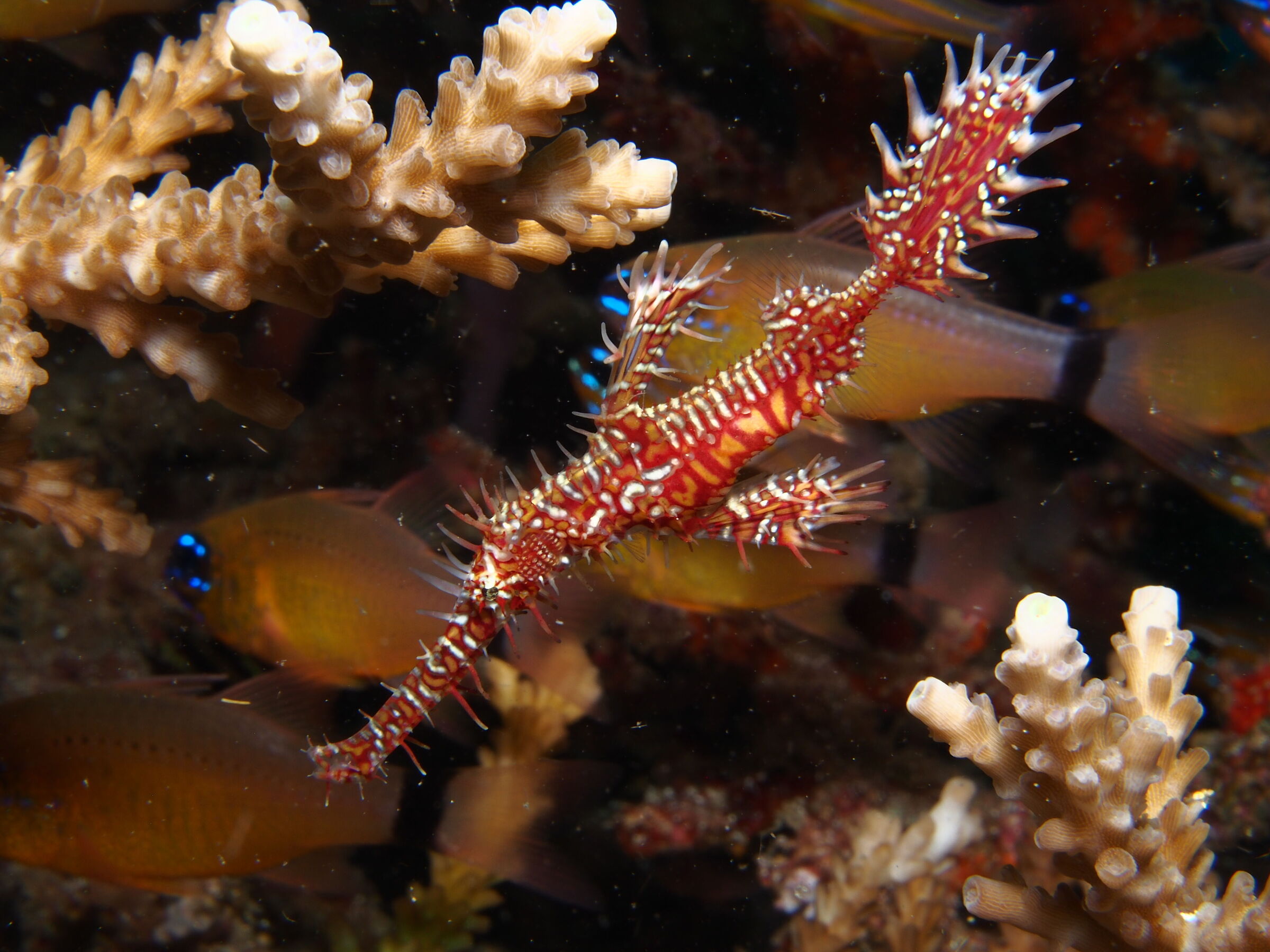 Ornatus Ghost Pipefish
