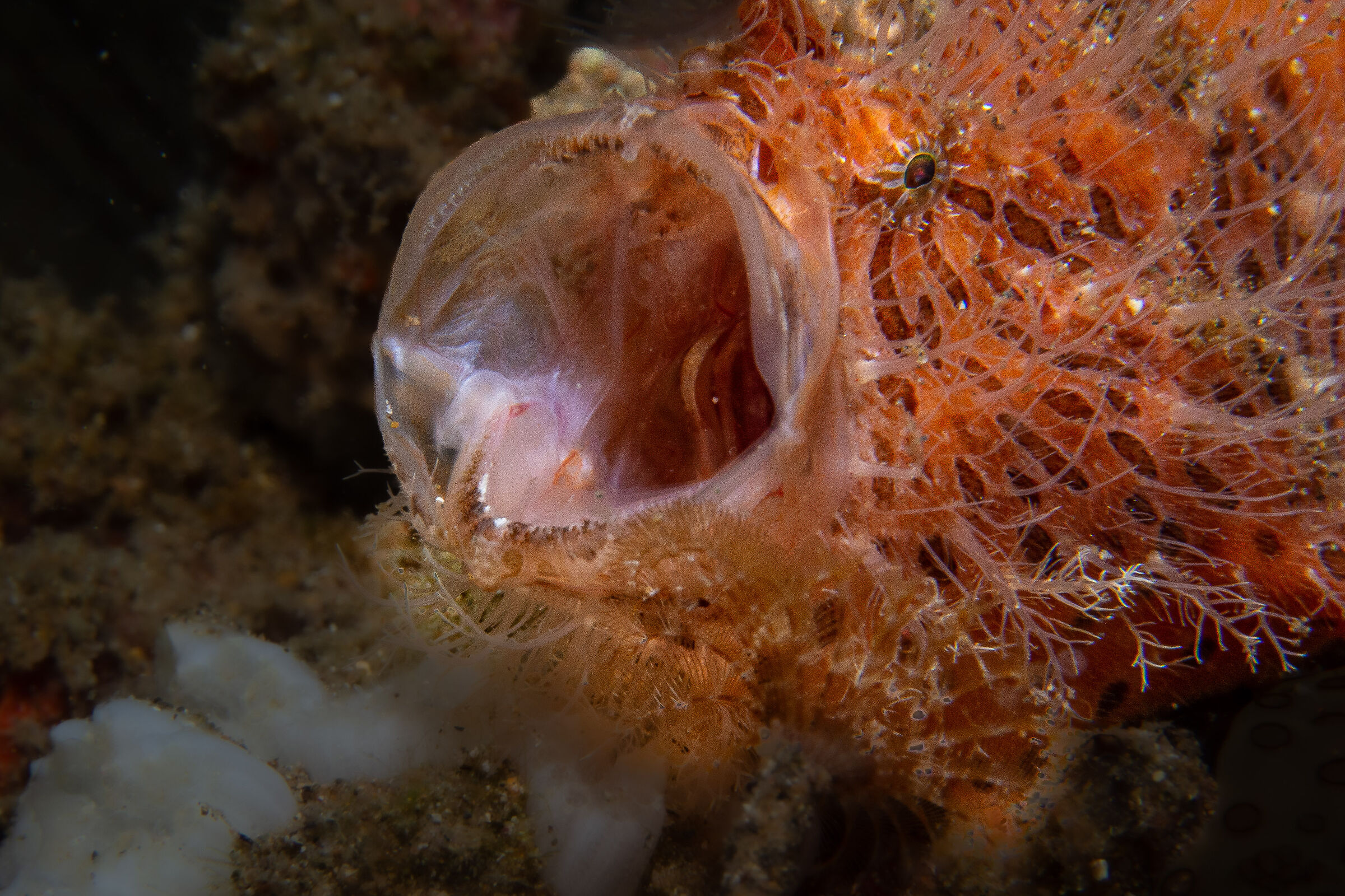 Frogfish