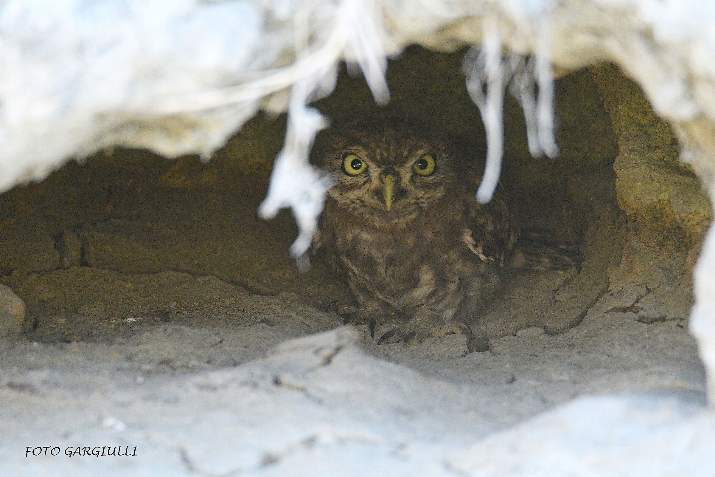 Owl in the den