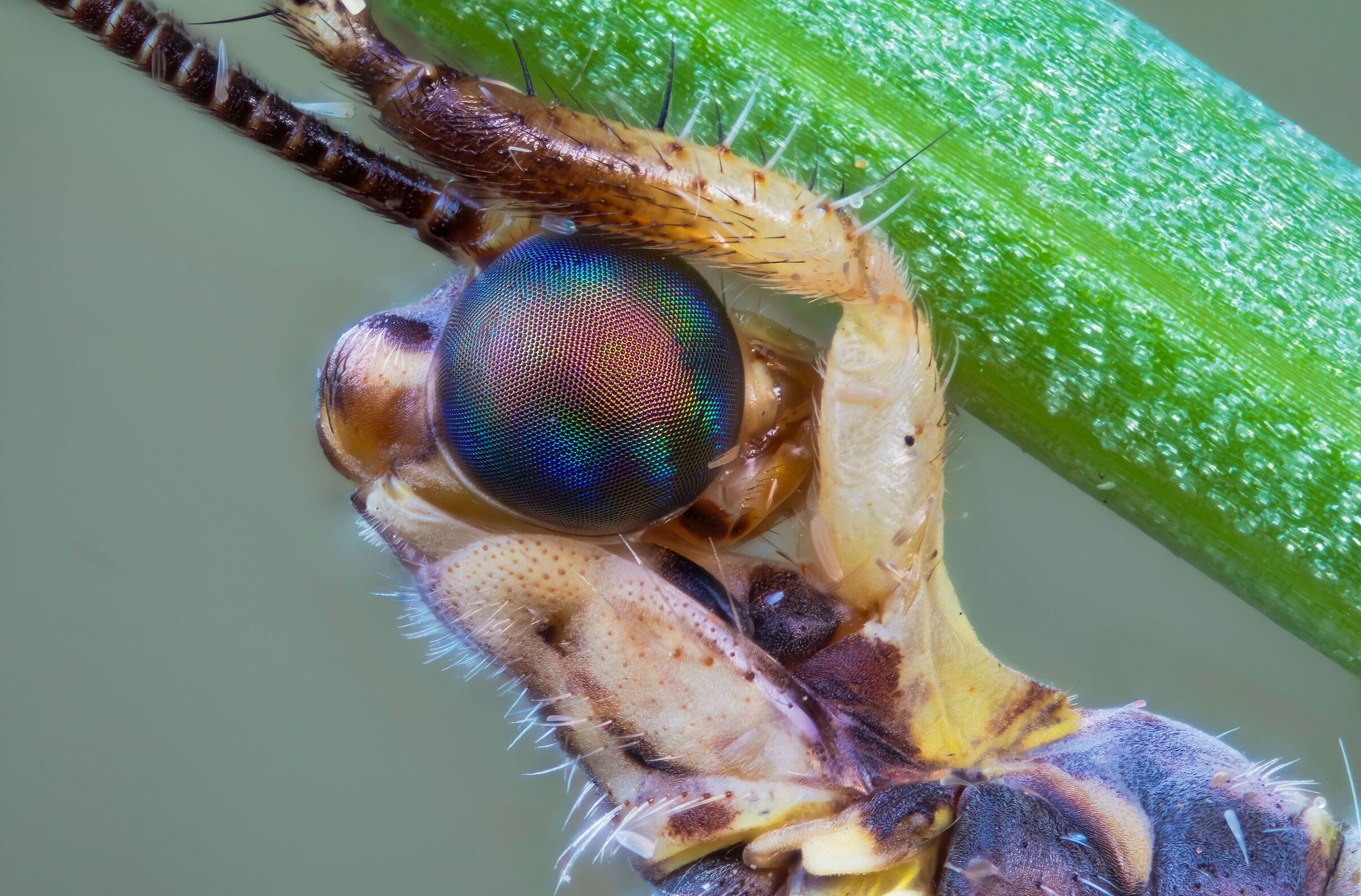Macronemurus appendiculatus