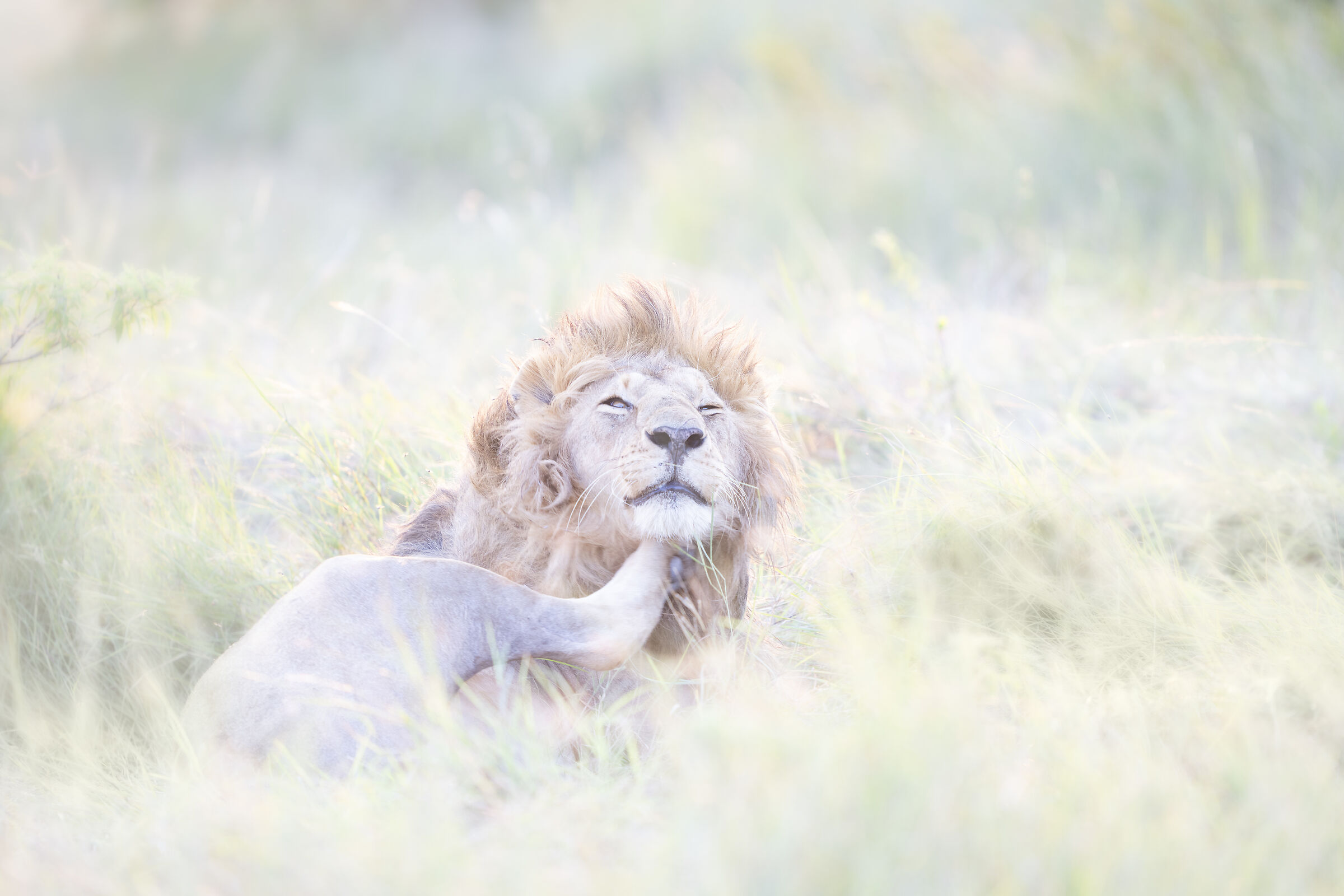 Lion in the grass