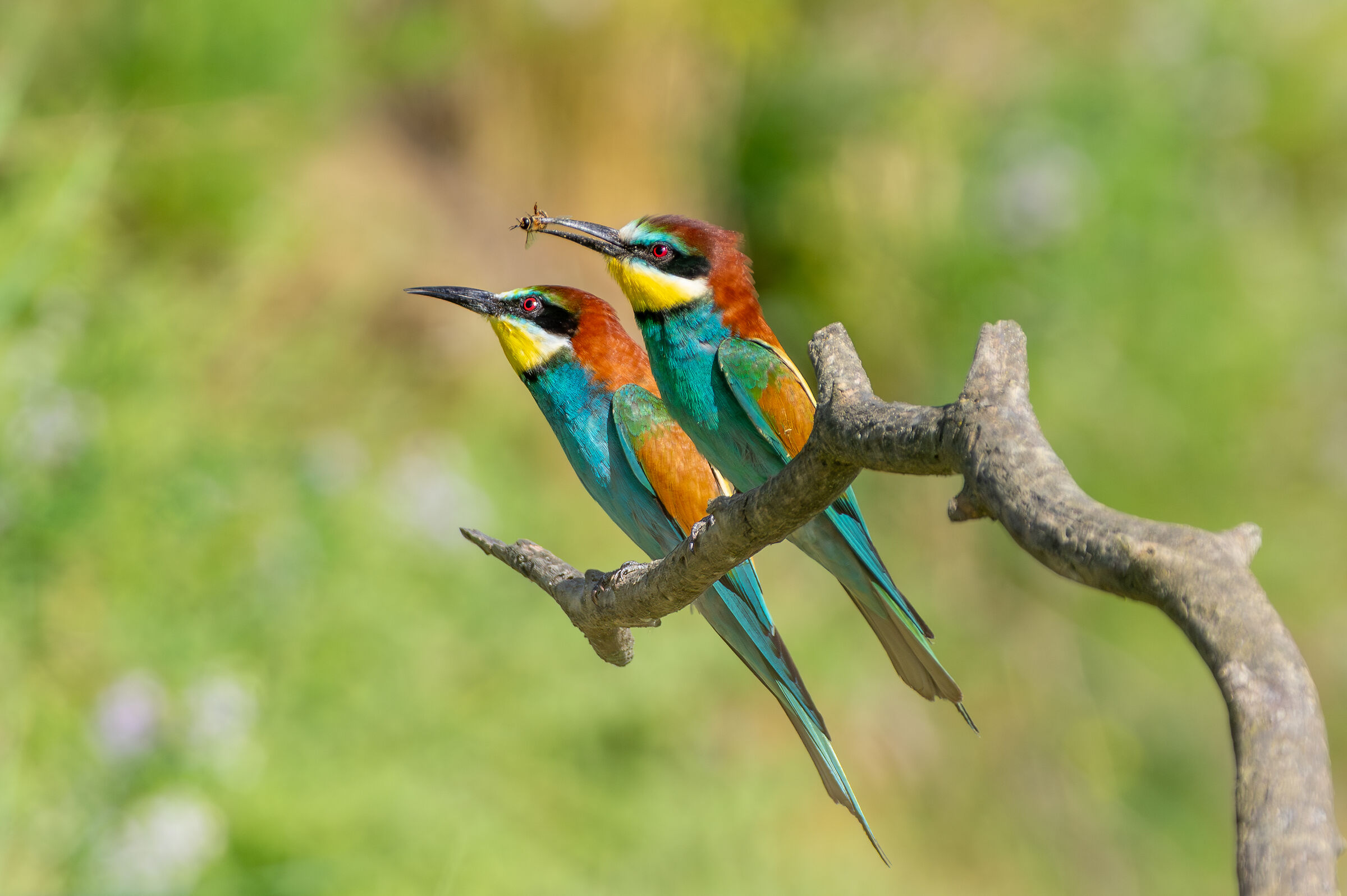 Gruccioni (Merops apiaster)