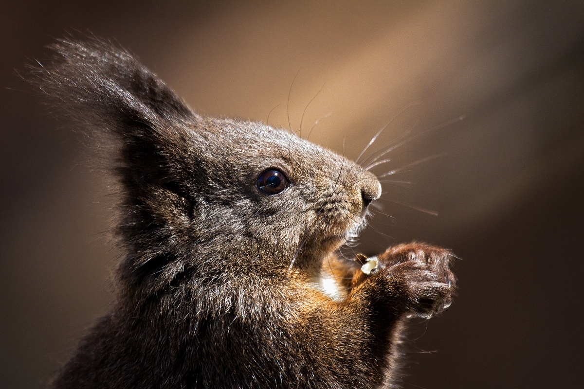 The squirrel and the rays filtered out of the woods