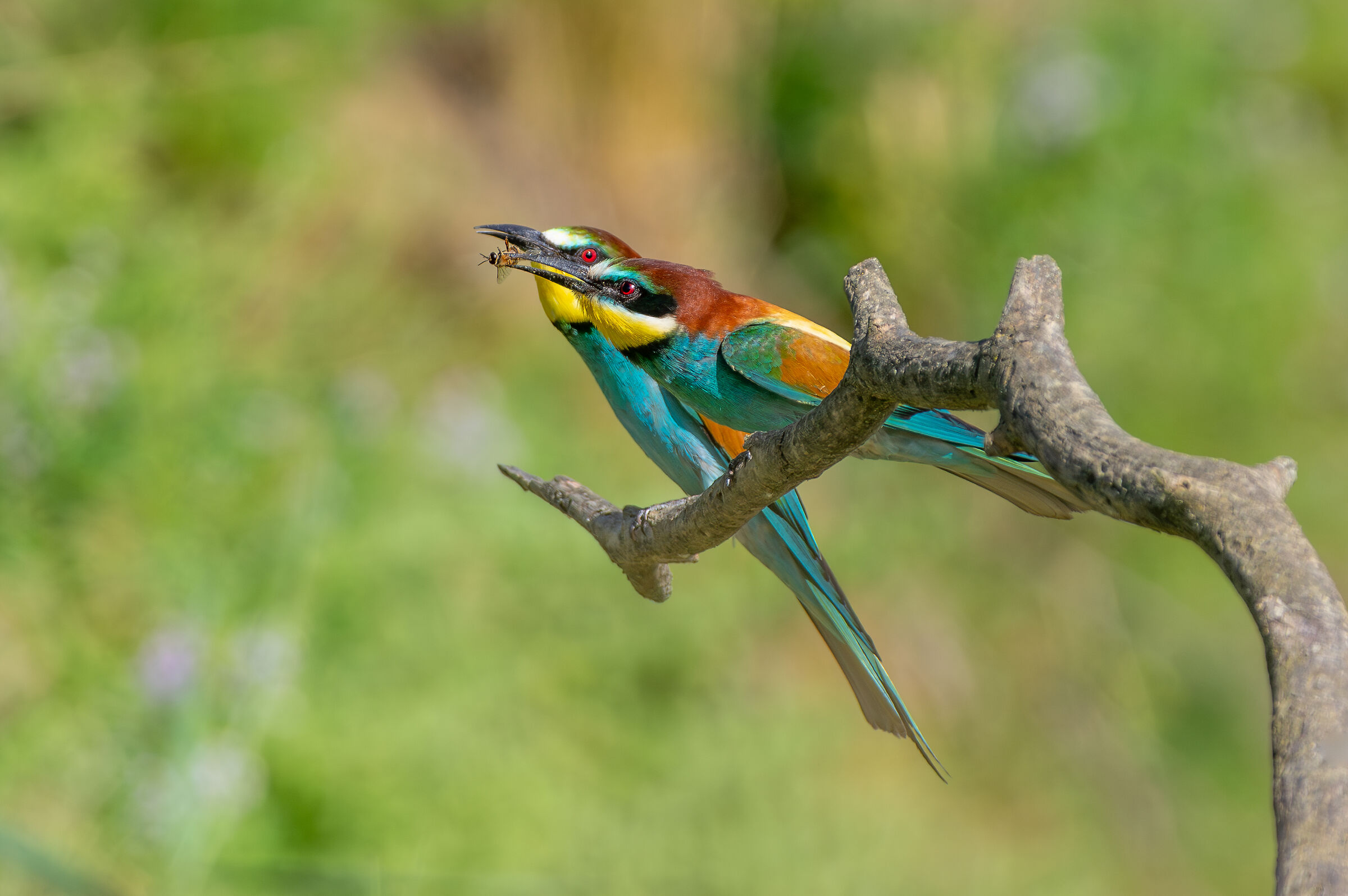 Bee-eaters (Merops apiaster)