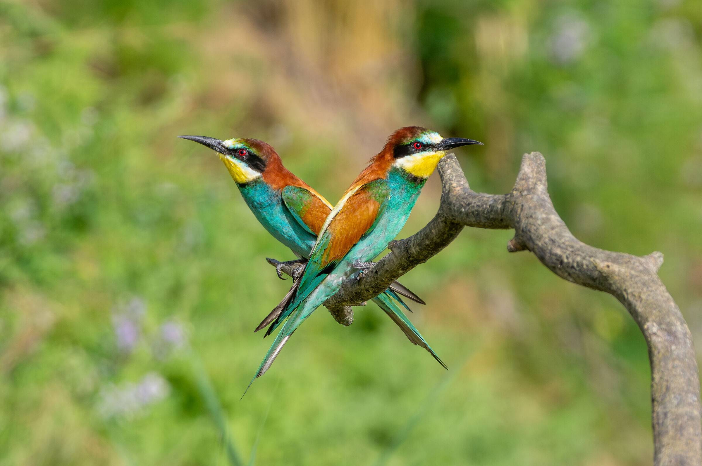 Gruccioni (Merops apiaster)