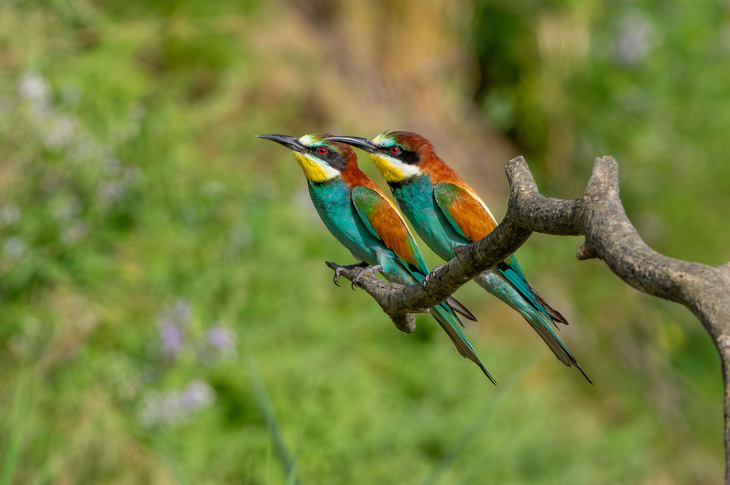 Bee-eaters (Merops apiaster)