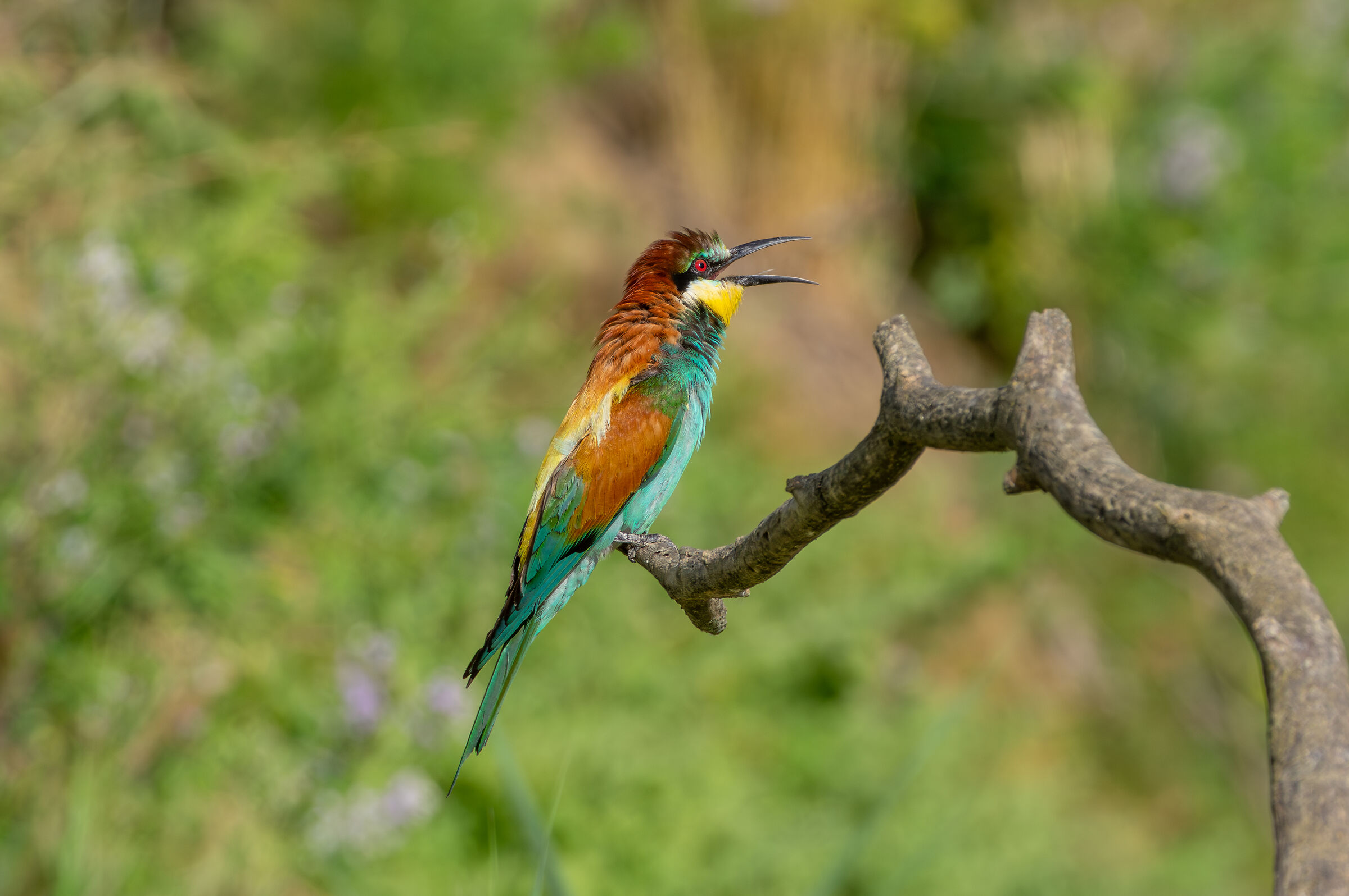 Bee-eaters (Merops apiaster)