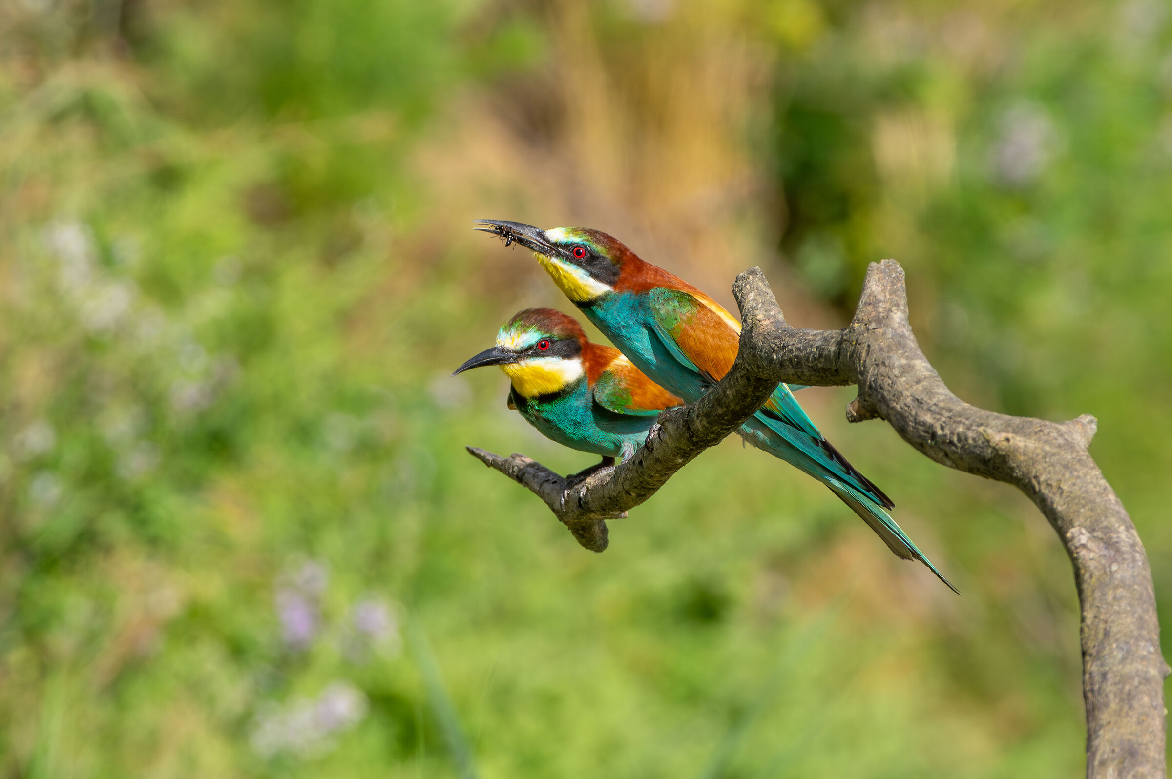 Gruccioni (Merops apiaster)