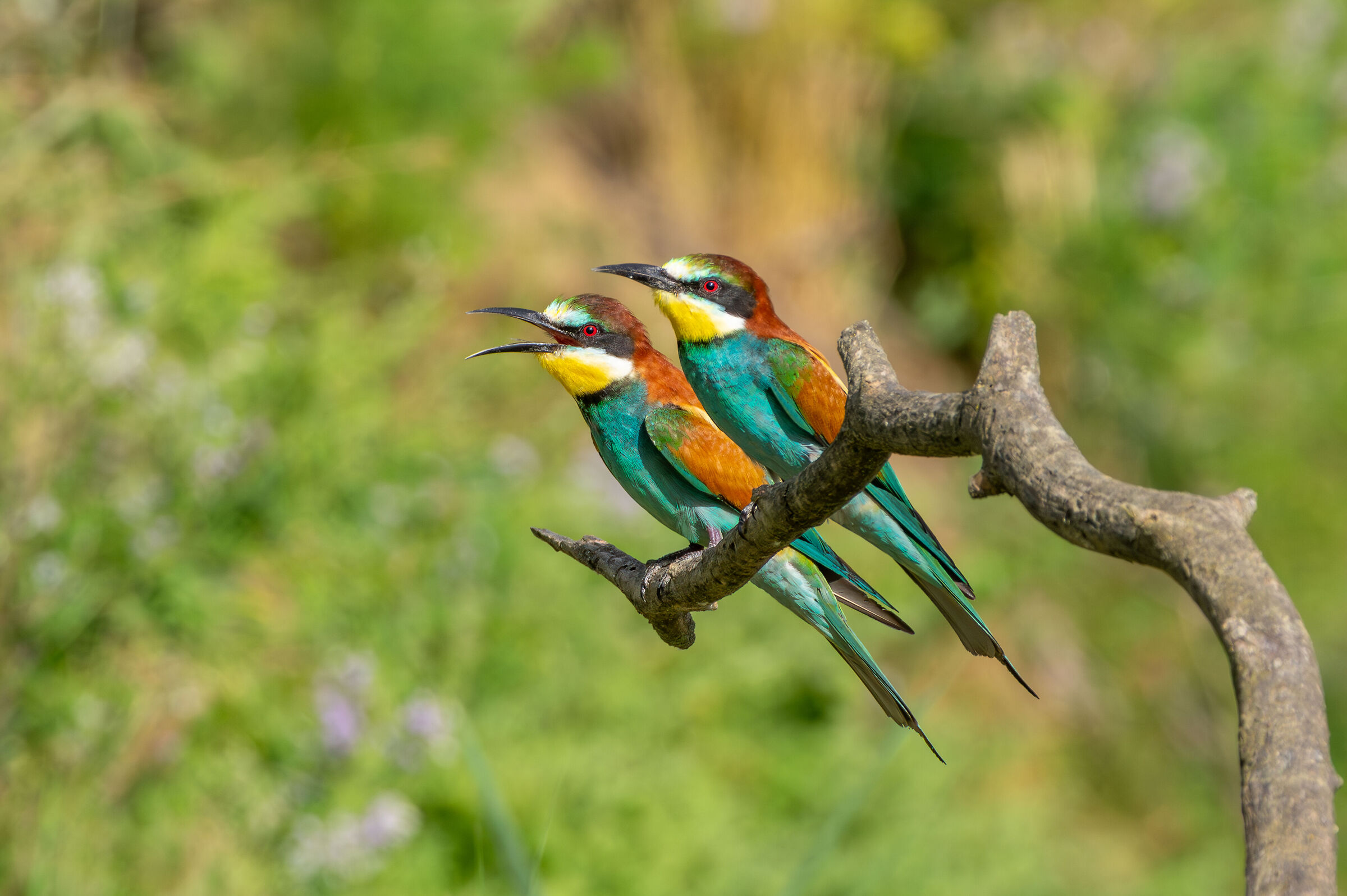 Gruccioni (Merops apiaster)