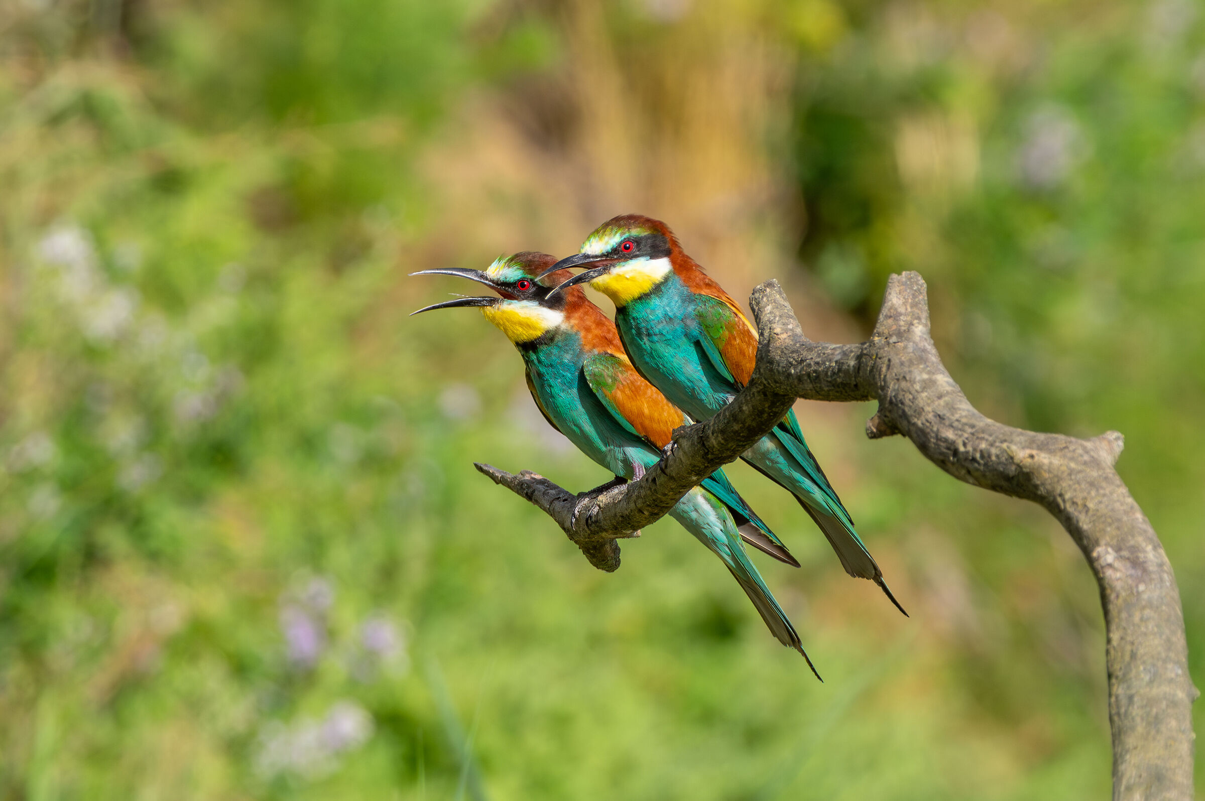 Gruccioni (Merops apiaster)