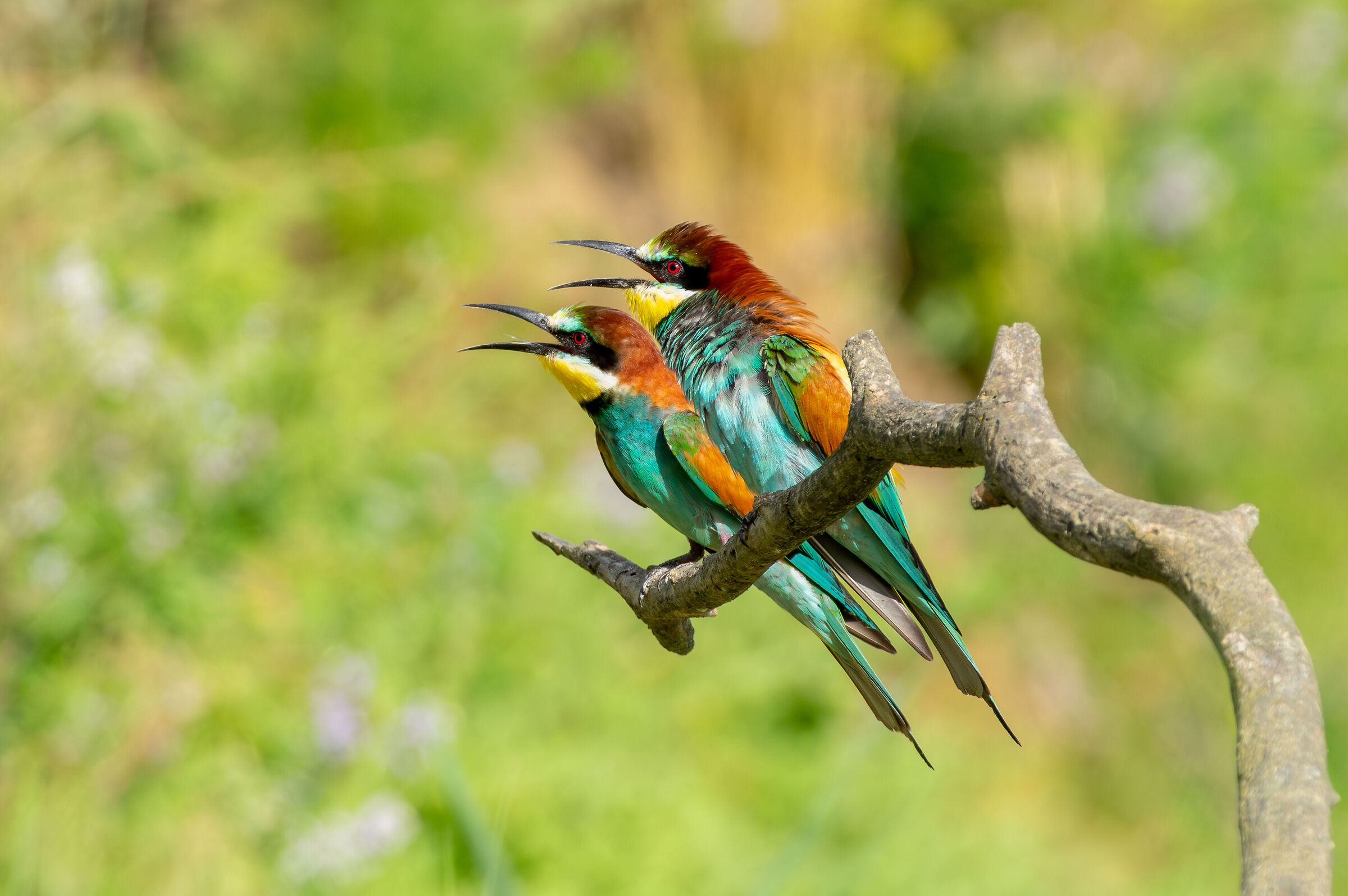 Gruccioni (Merops apiaster)