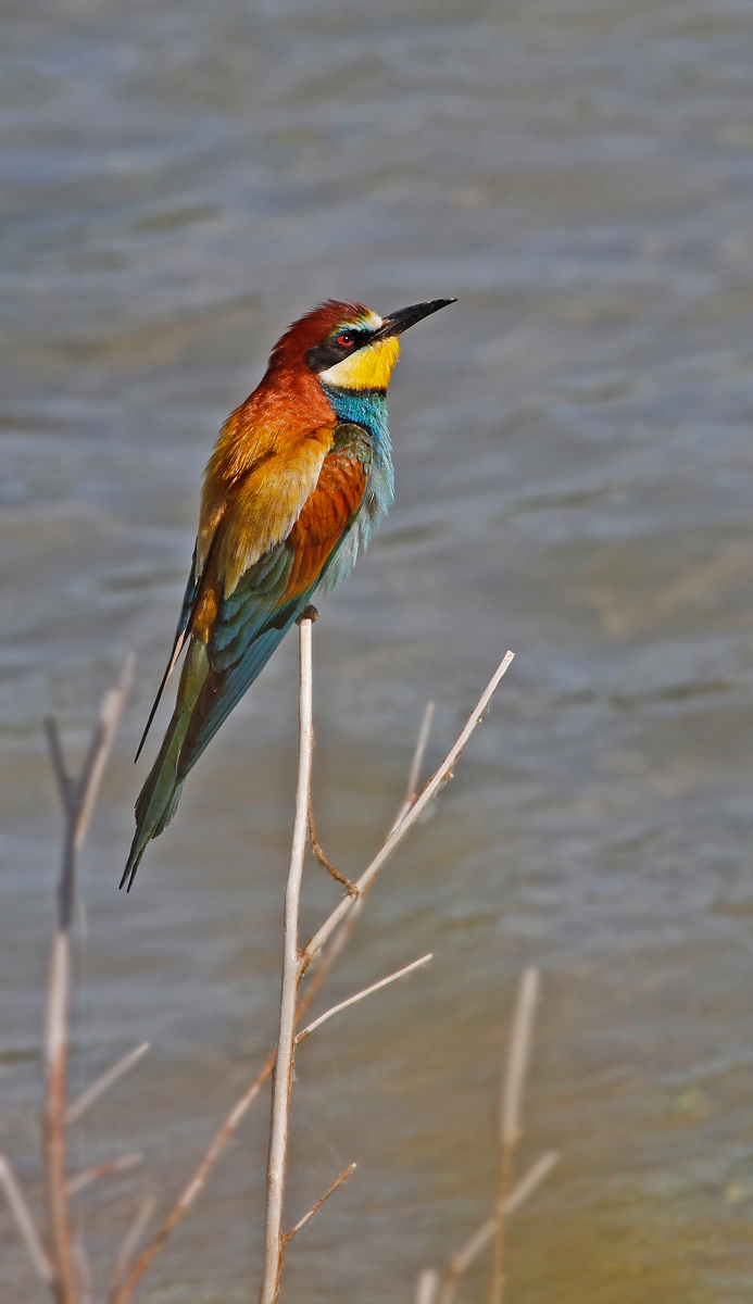 bee-eater