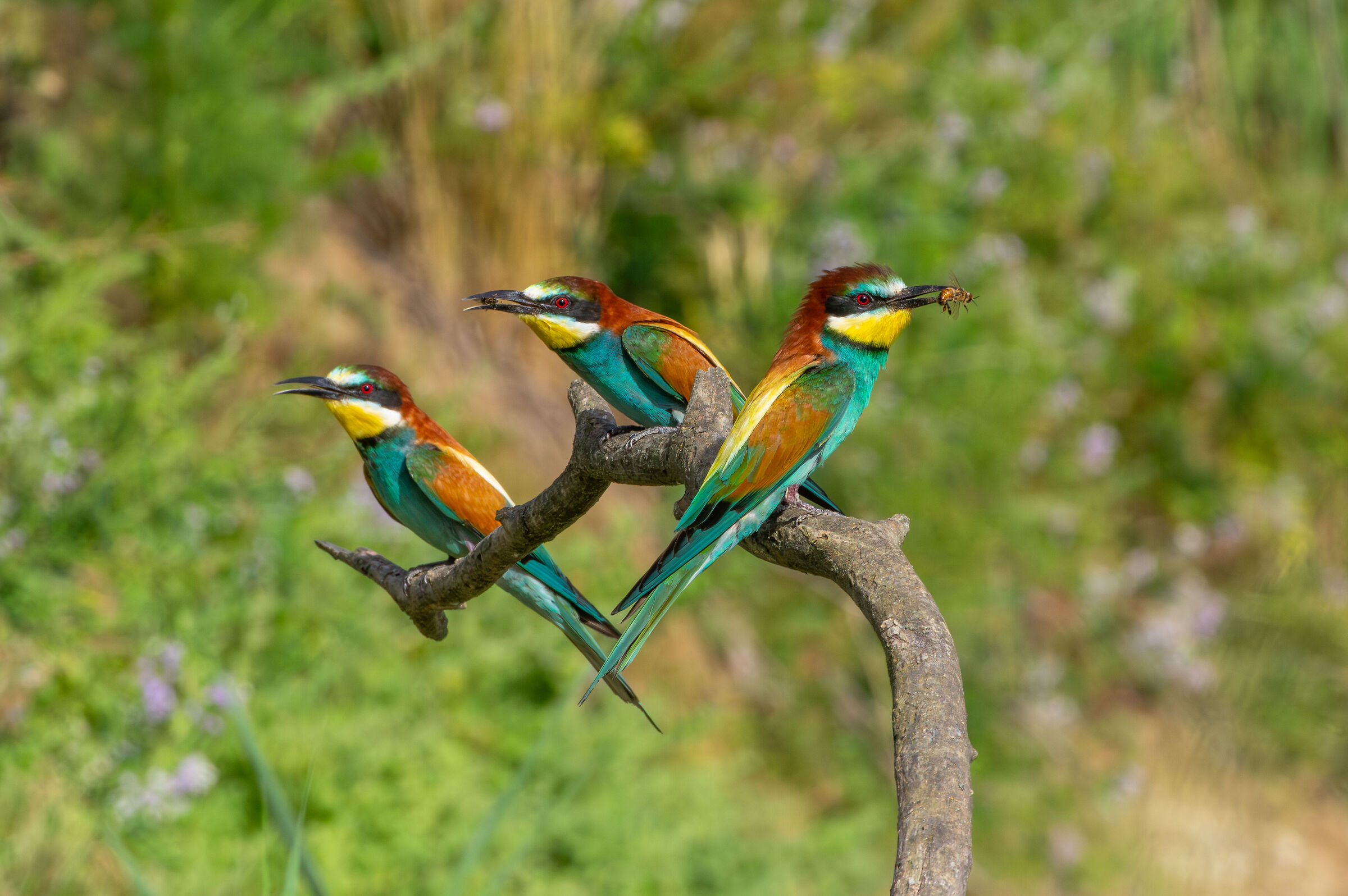 Bee-eaters (Merops apiaster)