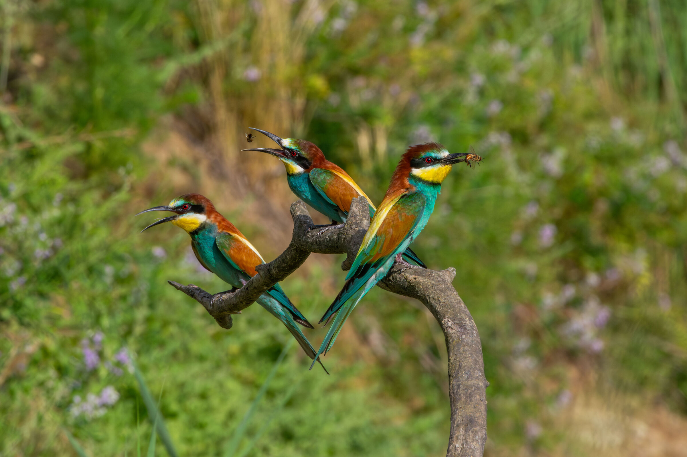 Gruccioni (Merops apiaster)