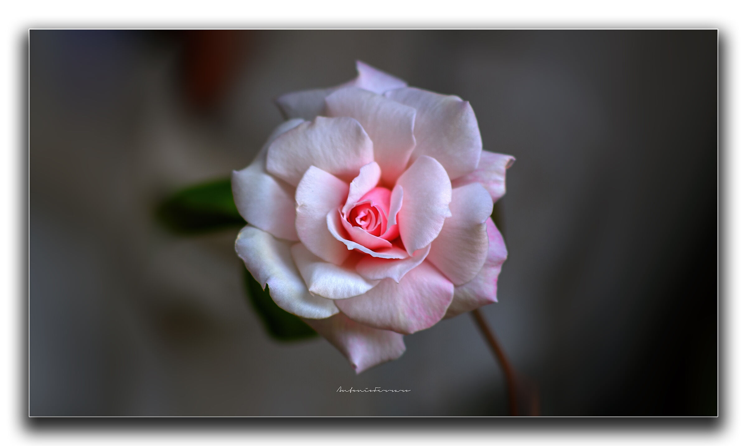 Rosellina