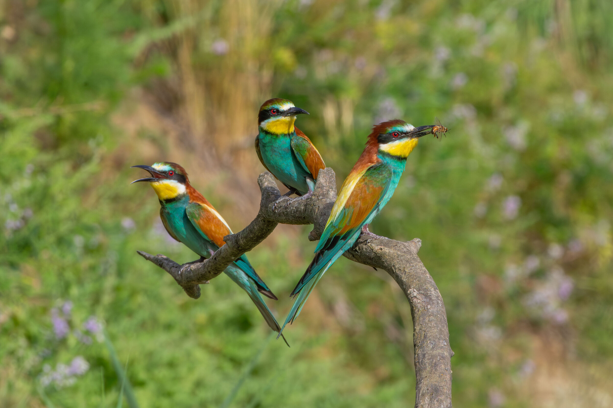 Gruccioni (Merops apiaster)