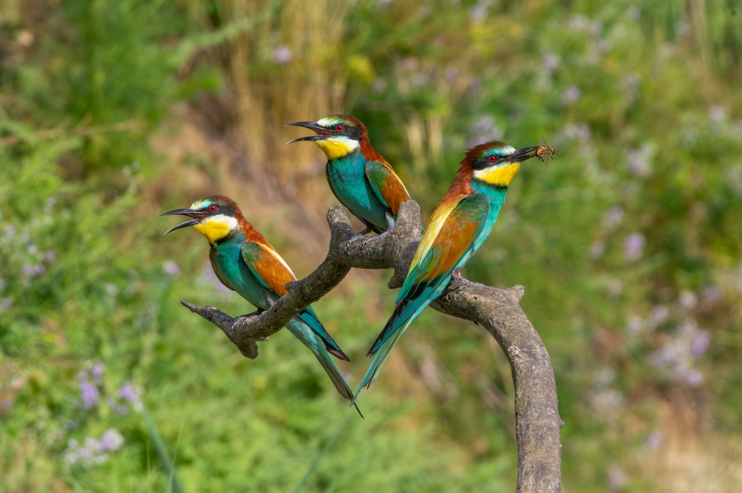 Bee-eaters (Merops apiaster)