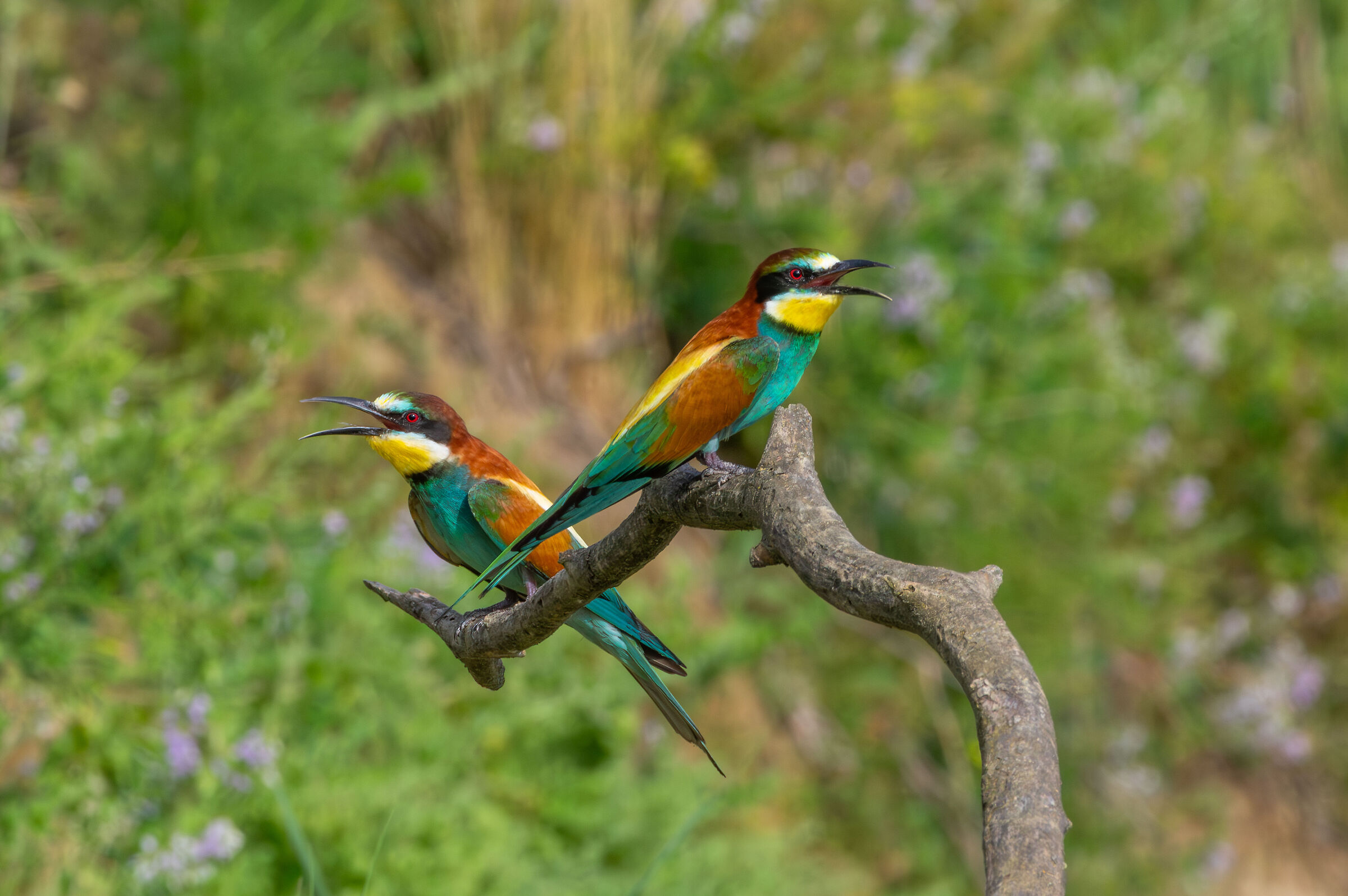 Bee-eaters (Merops apiaster)