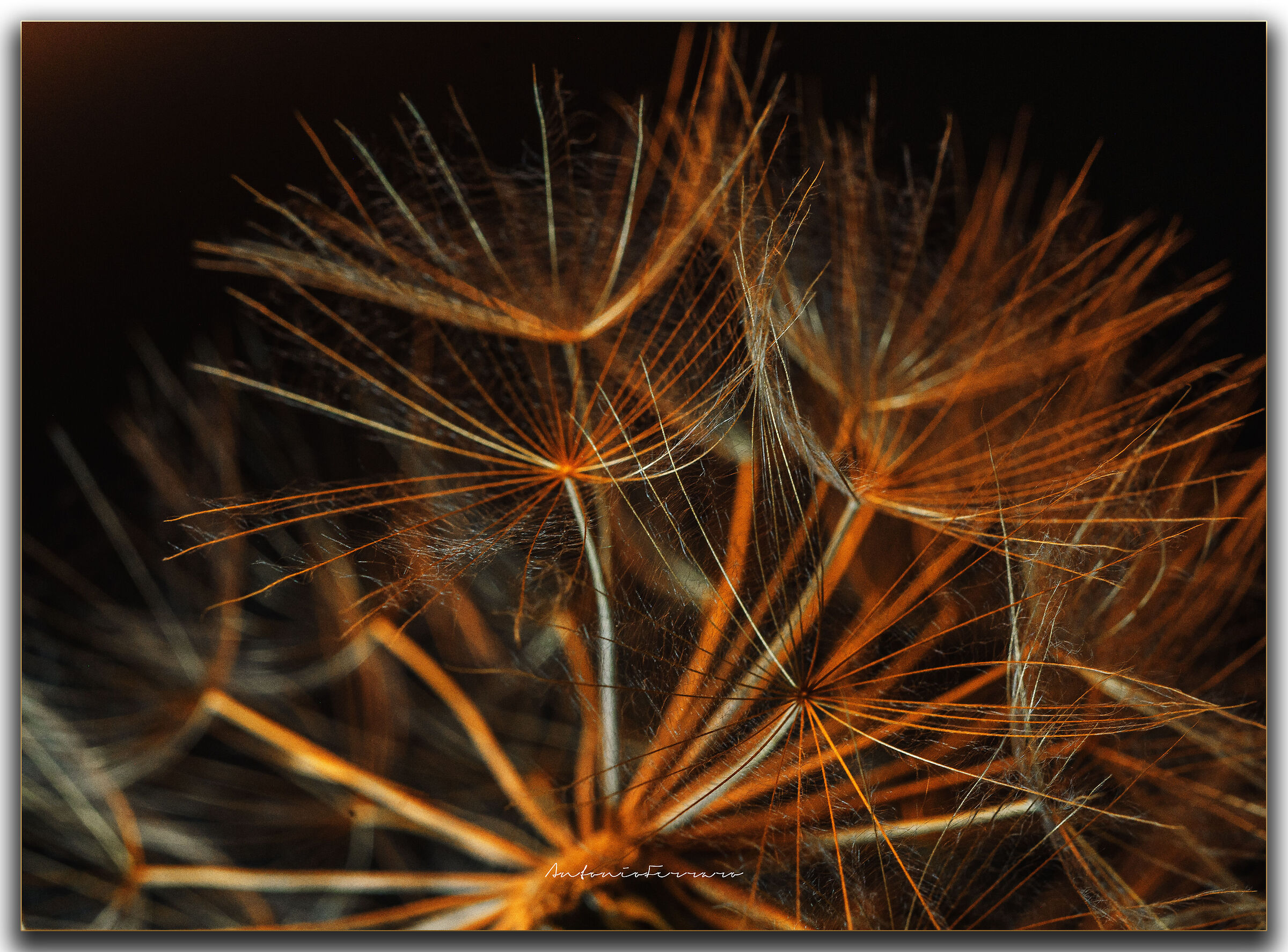 Macro - Dandelion