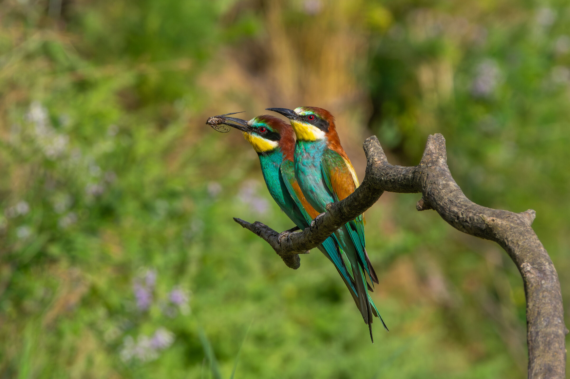 Gruccioni (Merops apiaster)